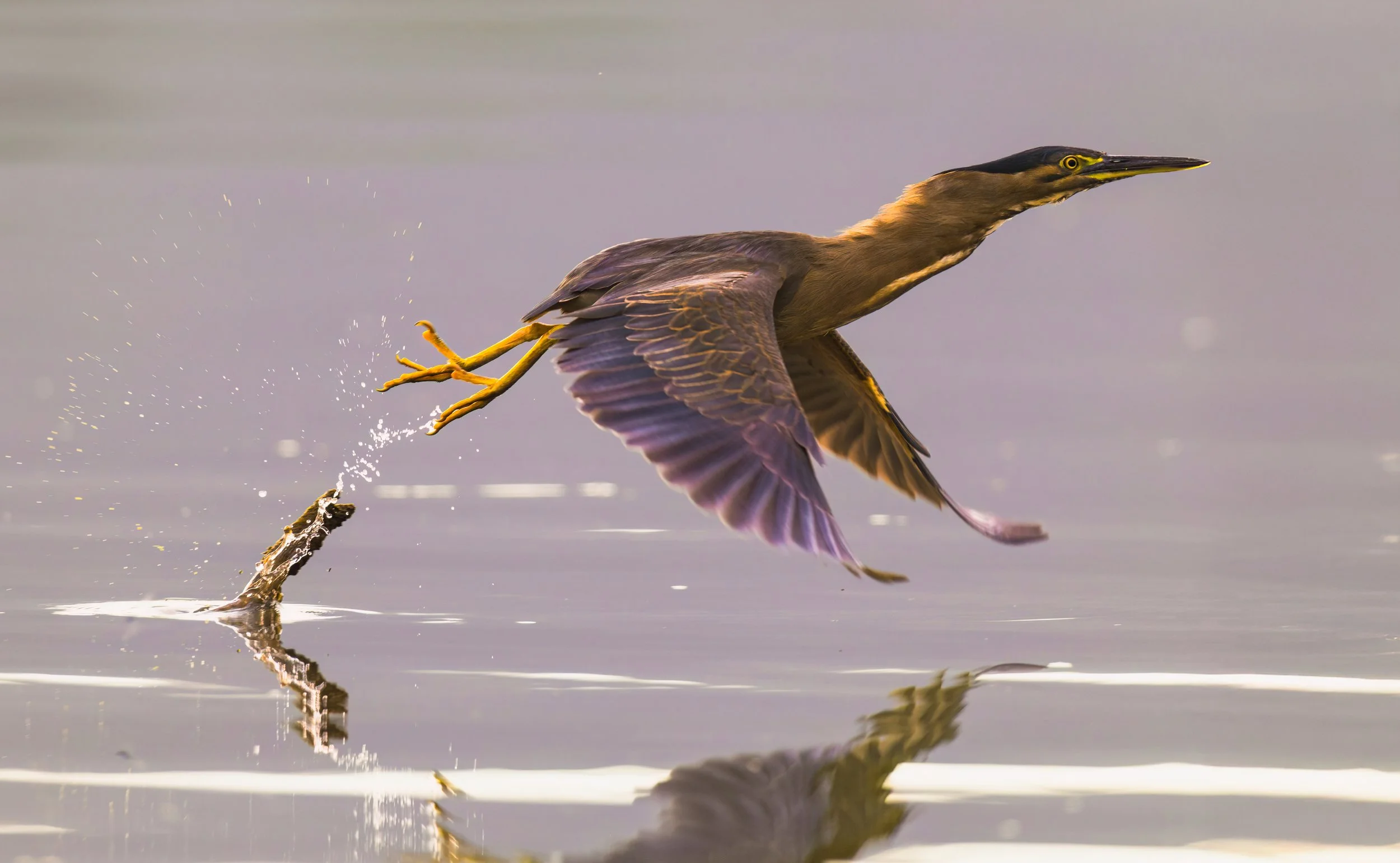 Striated Heron PS Generative v3-3-HQ_Adobe_No WM-3-DeNoiseAI-low-light website.jpg