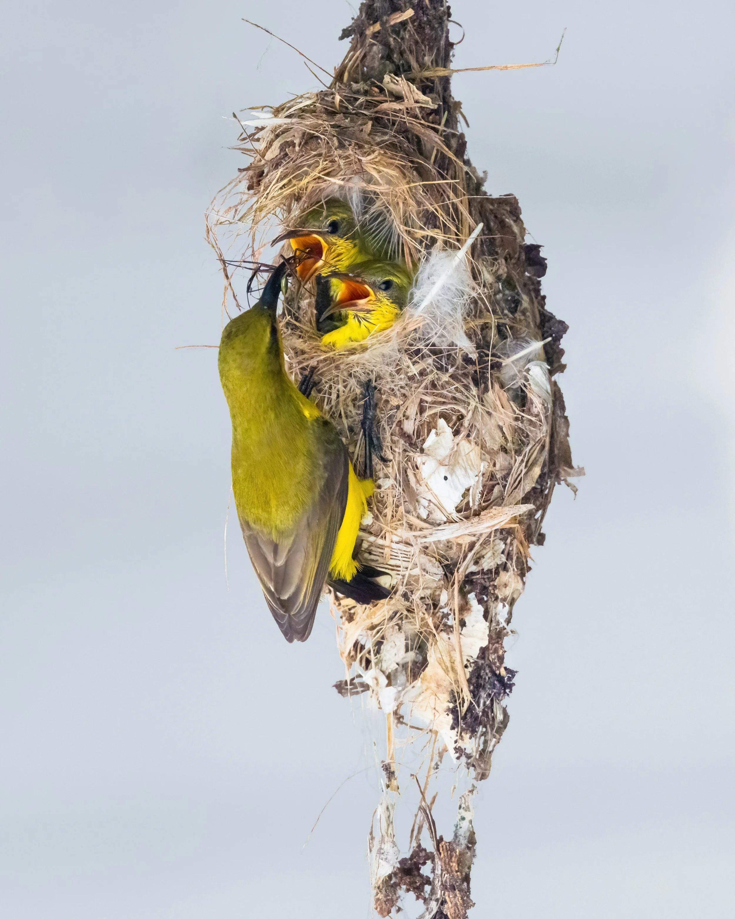 Sunbird-0173-DeNoiseAI-severe-noise.jpeg