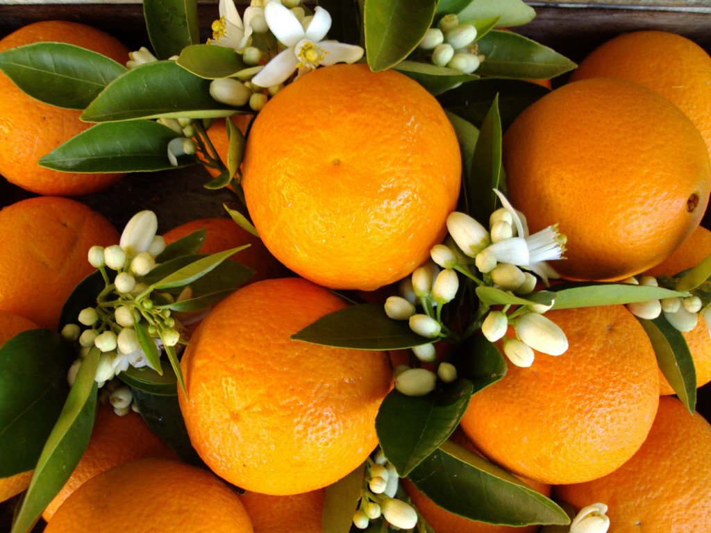 wpid-orange-blossoms1-1024x768.jpeg