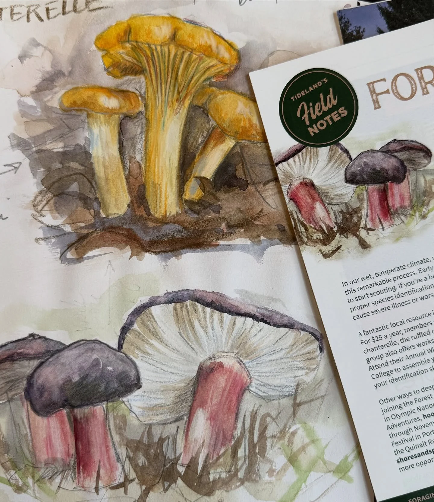 Mushrooms are fascinating and a fun subject to paint. But I&rsquo;ve never foraged for edible ones; only &rdquo;foraged&rdquo; for reference photos! 🤣 Maybe I can give it a try with the guidance laid out by Nancy Blakey in&ldquo;Field Notes&rdquo; i