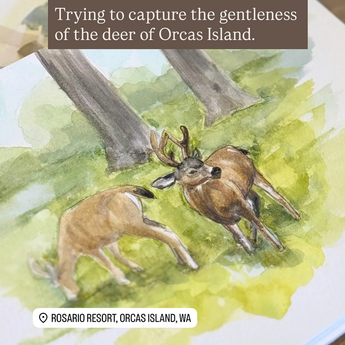 The gentle deer of Orcas Island. So tame we could feed them carrots by hand. Sadly, about the same time as covid, these deer had their own disease and all but died out. We haven&rsquo;t seen them for a few summers when we visit the San Juans by sailb