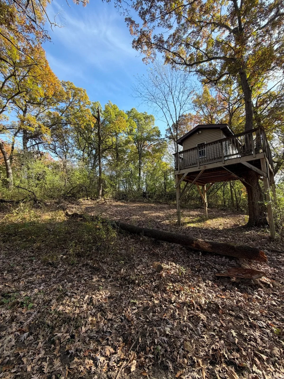 Same hillside after forestry mulching, with brush cleared to the ground and the mature oaks and treehouse left standing