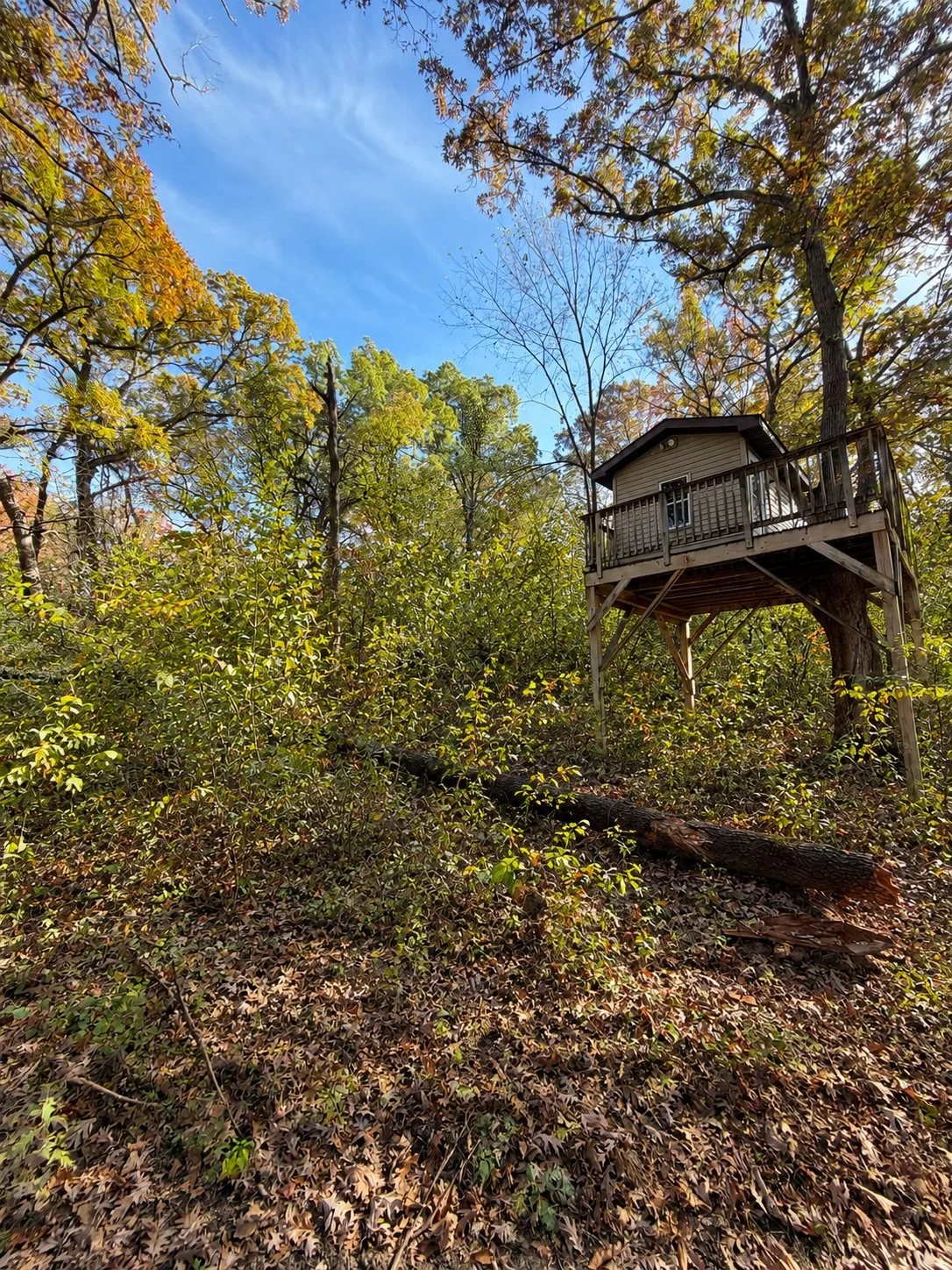 Overgrown hillside with dense brush and saplings around a treehouse before land clearing