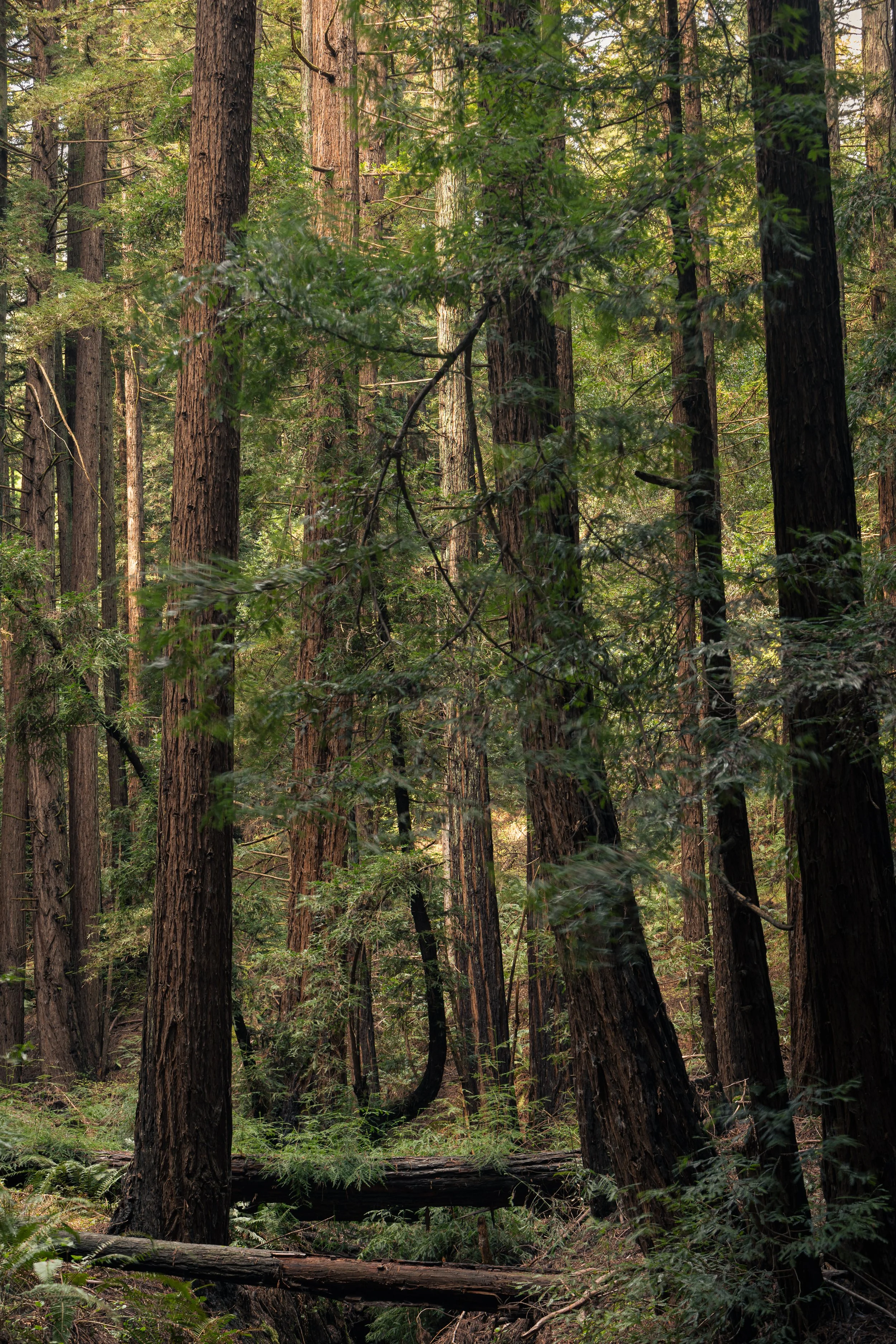 Maxoutthere.Reinhardt Redwood Regional Park.3.1.26-9.jpg
