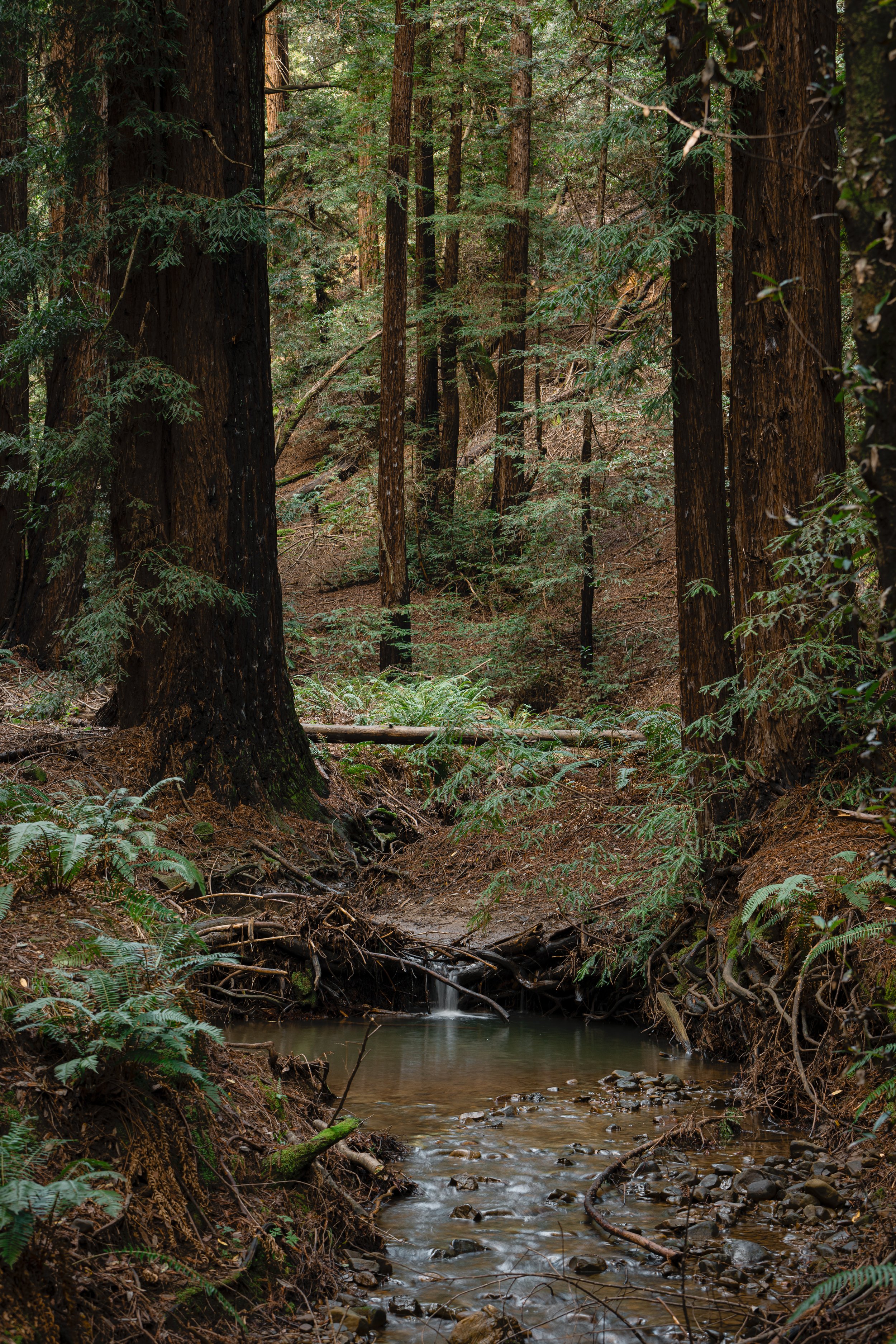 Maxoutthere.Reinhardt Redwood Regional Park.3.1.26-7.jpg