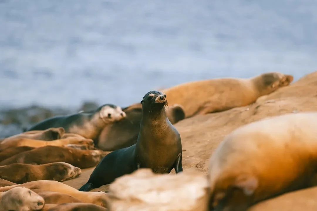 La Jolla Locals - Cute but smell pretty bad.