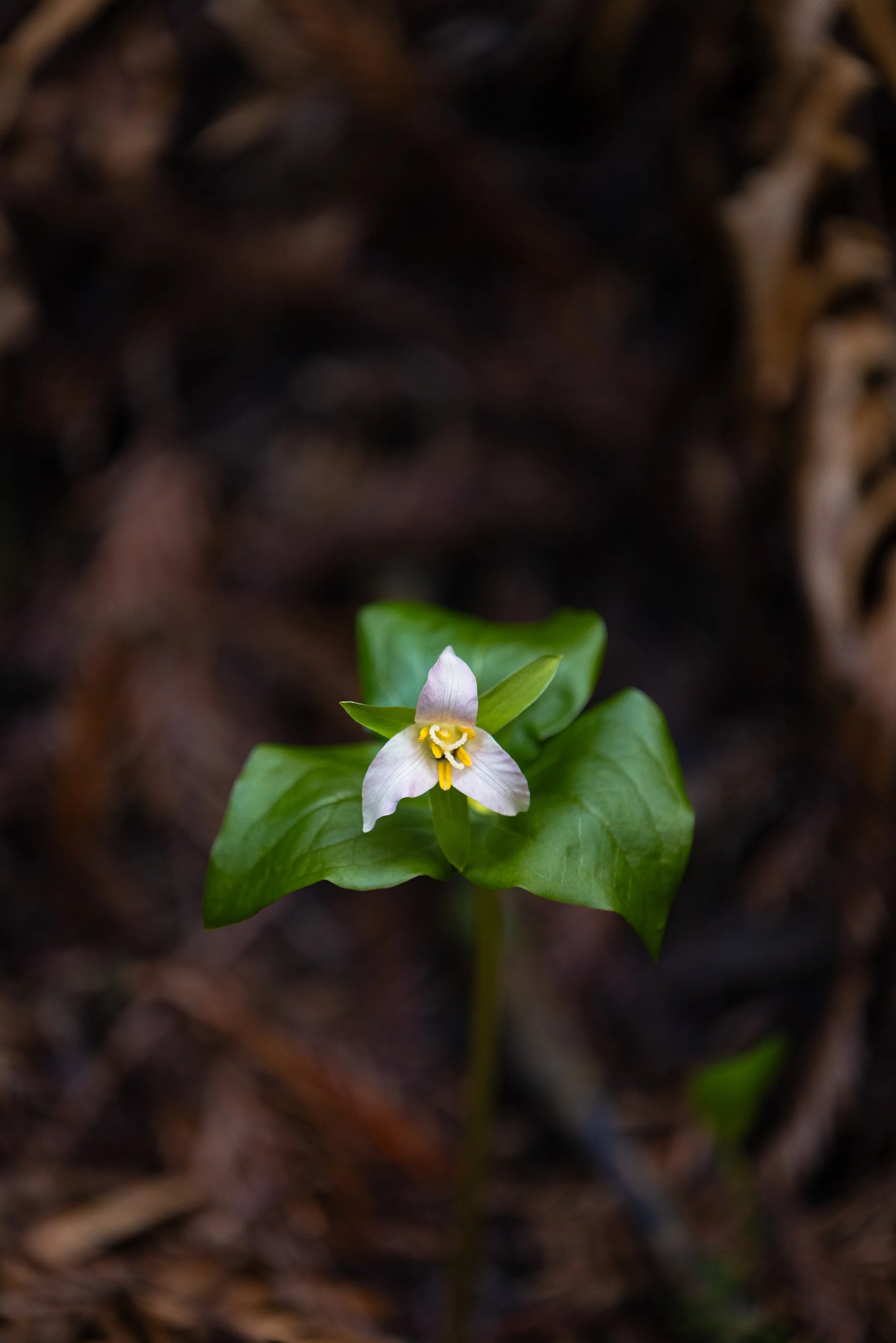 Maxoutthere.Reinhardt Redwood Regional Park.3.1.26-10.jpg
