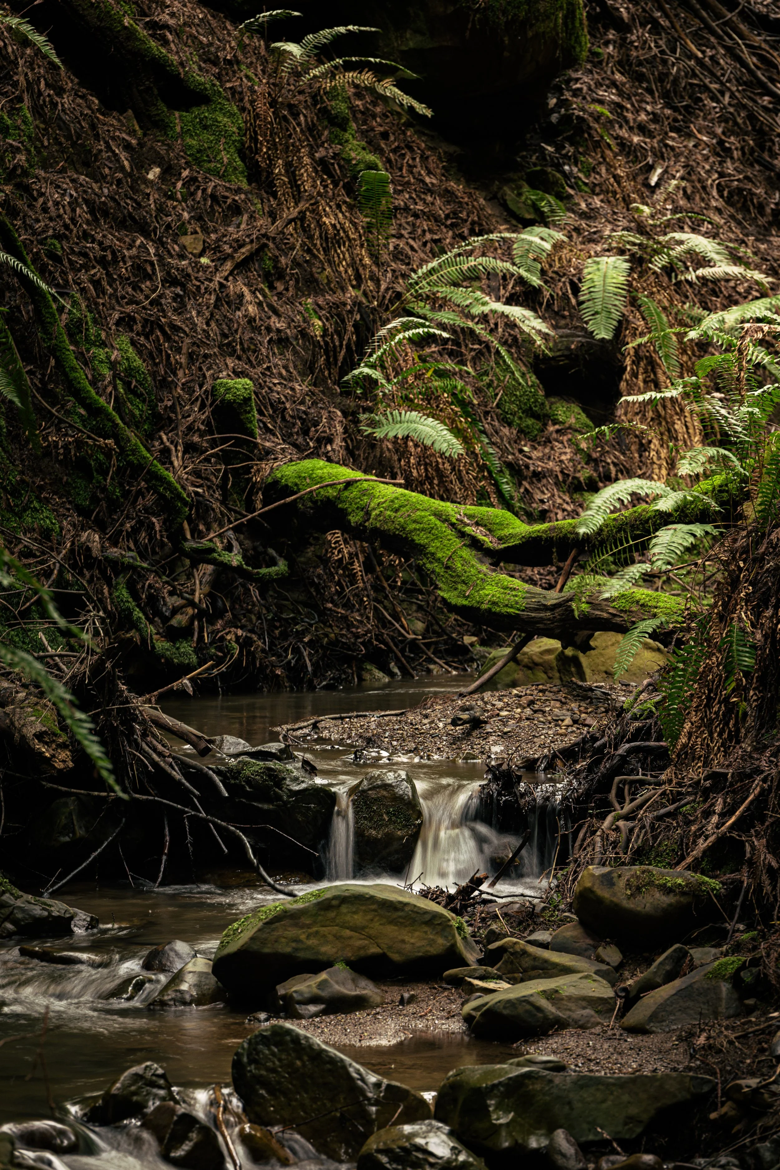 Maxoutthere.Reinhardt Redwood Regional Park.3.1.26-12.jpg