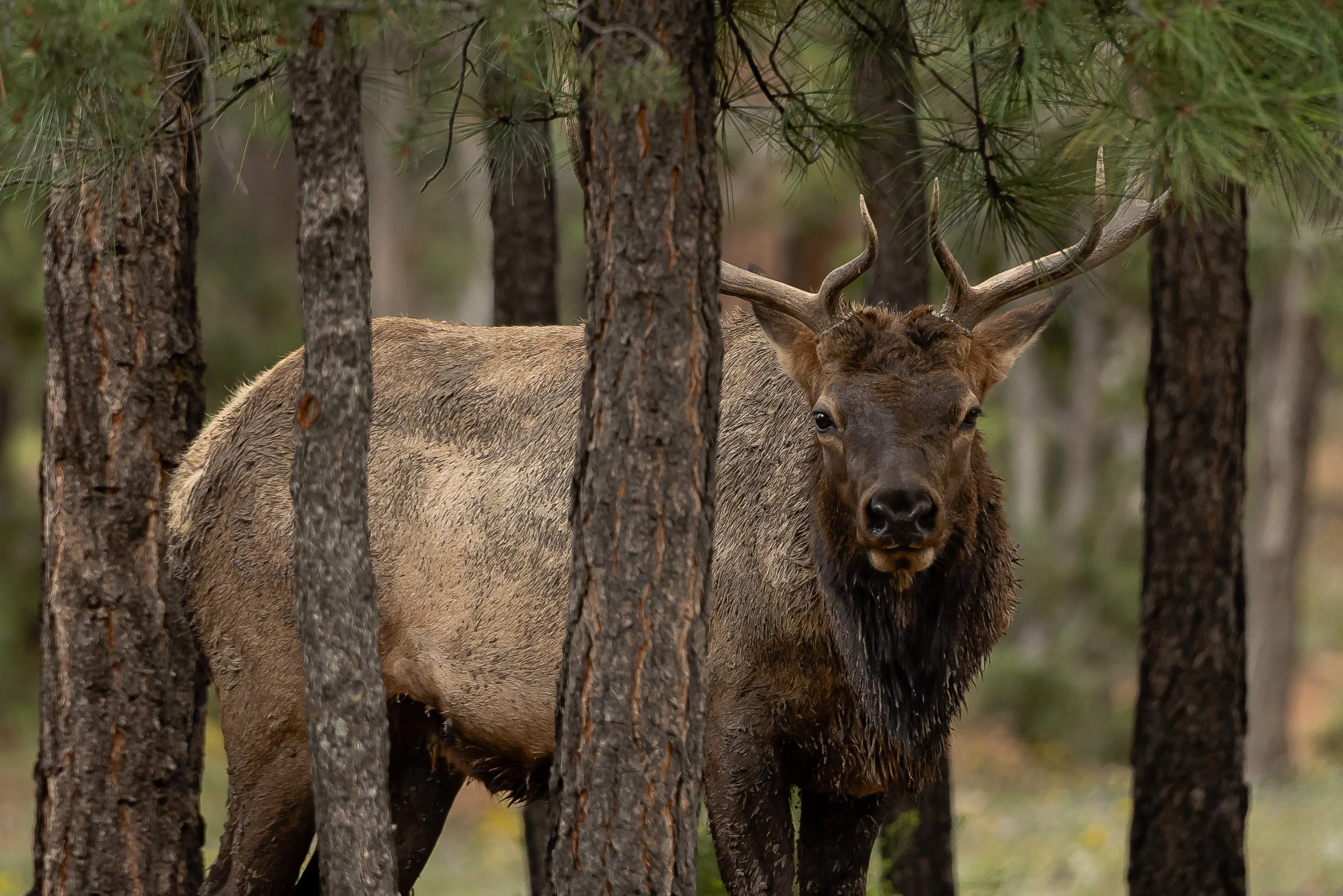 Grand Canyon.WindiGo23.Edits.WEB-3.jpg