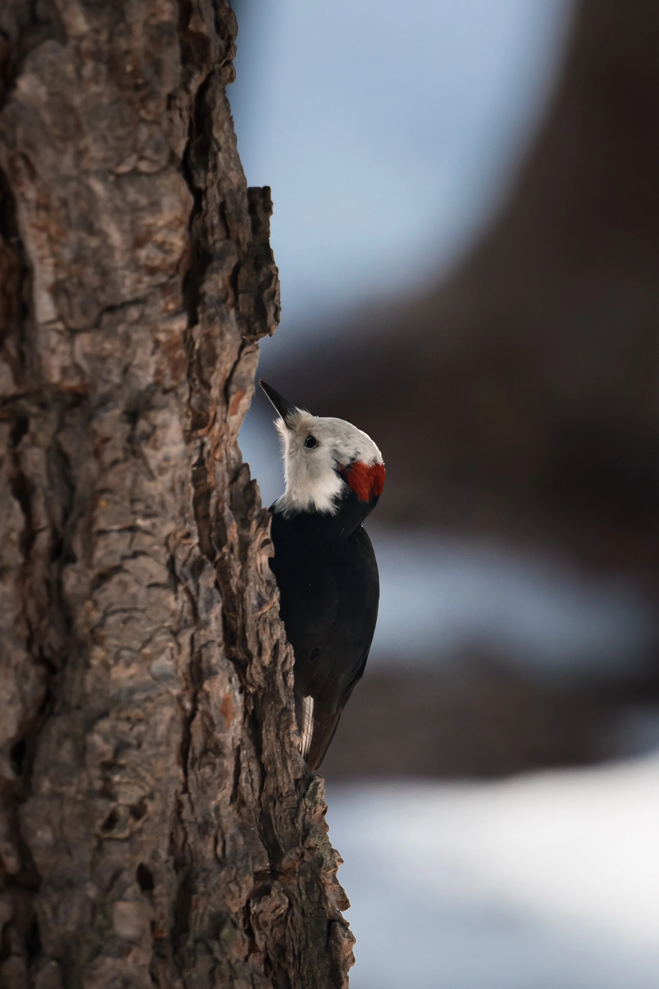 Maxoutthere.Lake Tahoe 2.7.26-13.jpg