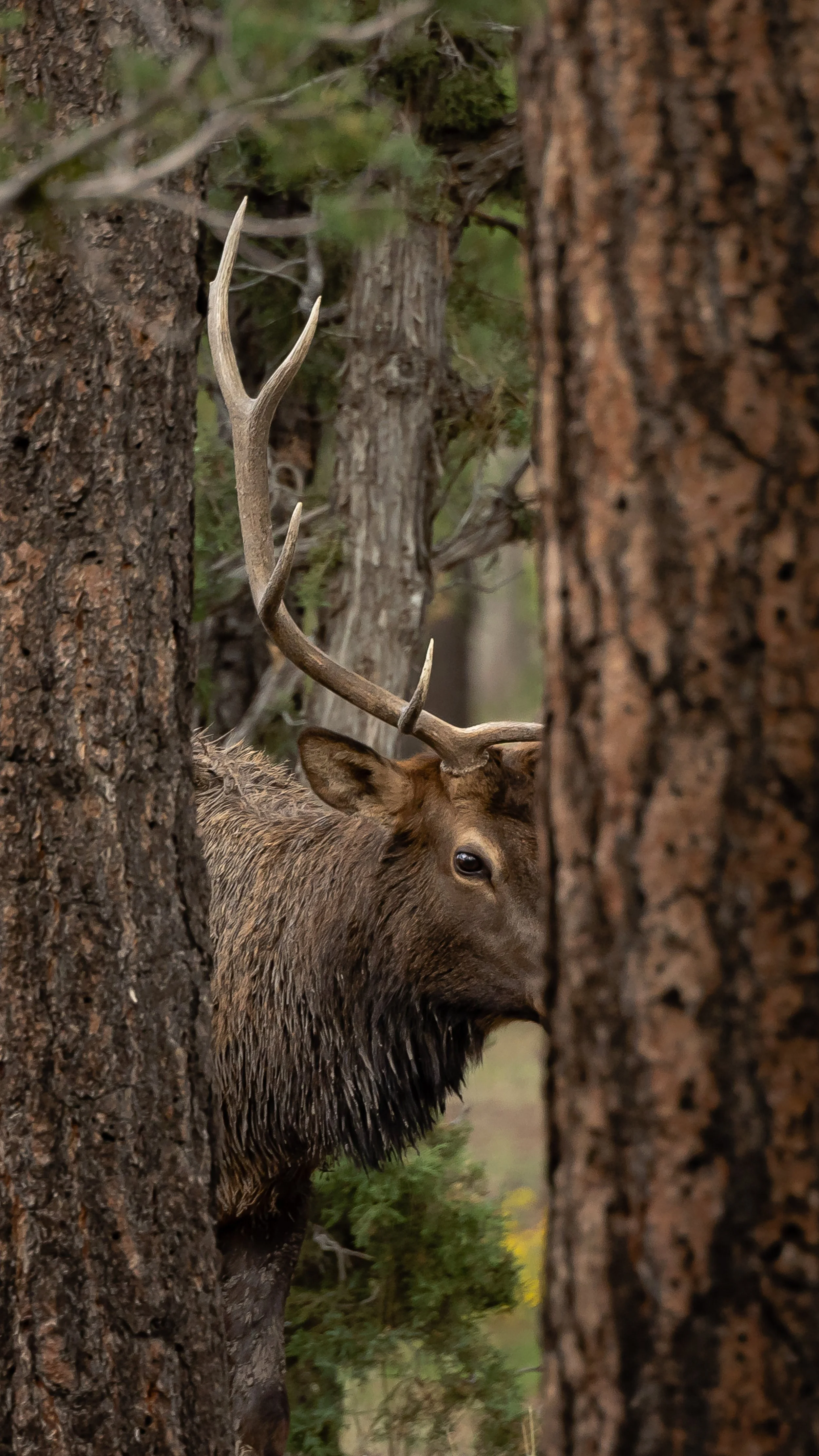 Grand Canyon.WindiGo23.Edits.WEB-2.jpg