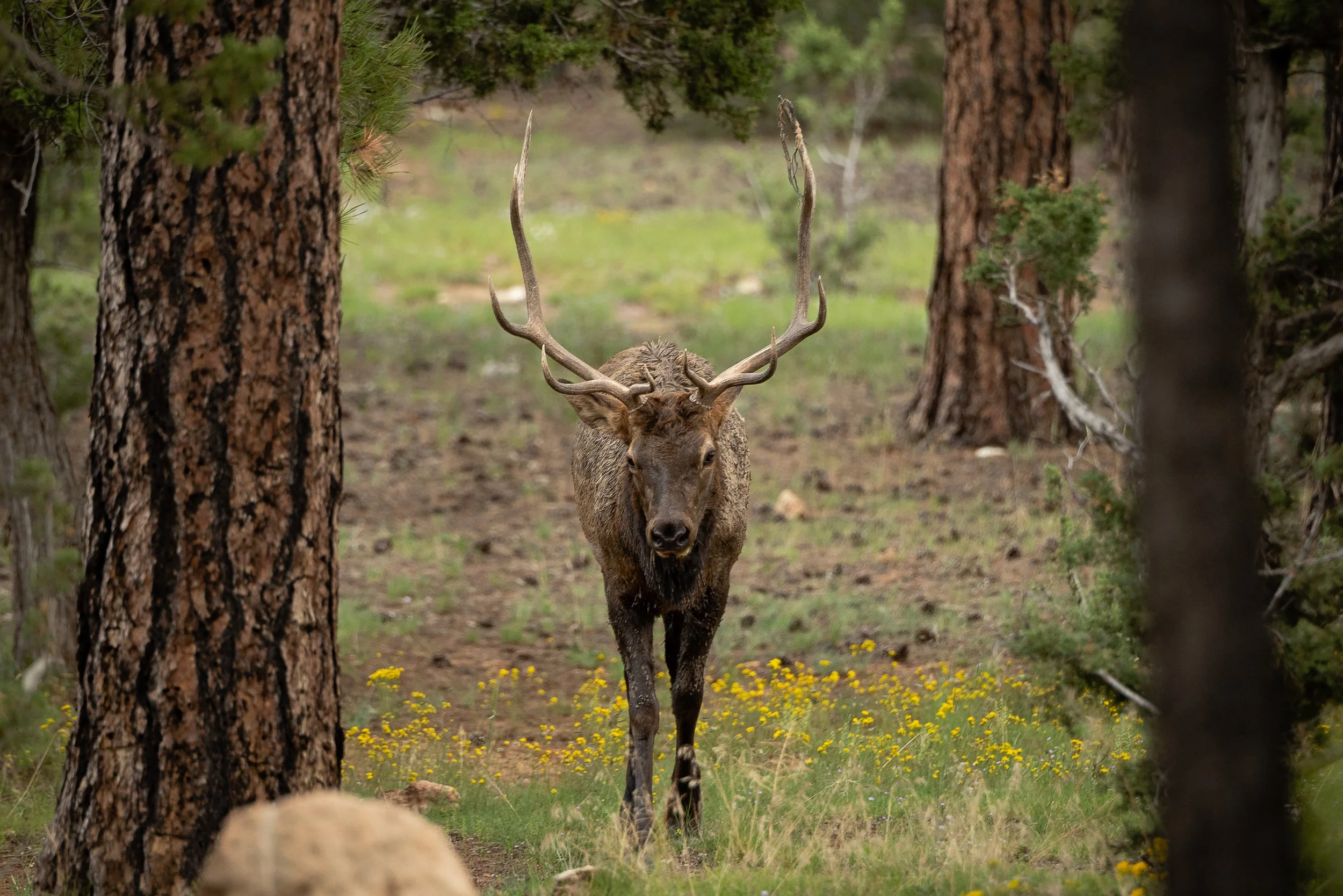 Grand Canyon.WindiGo23.Edits.WEB-1.jpg