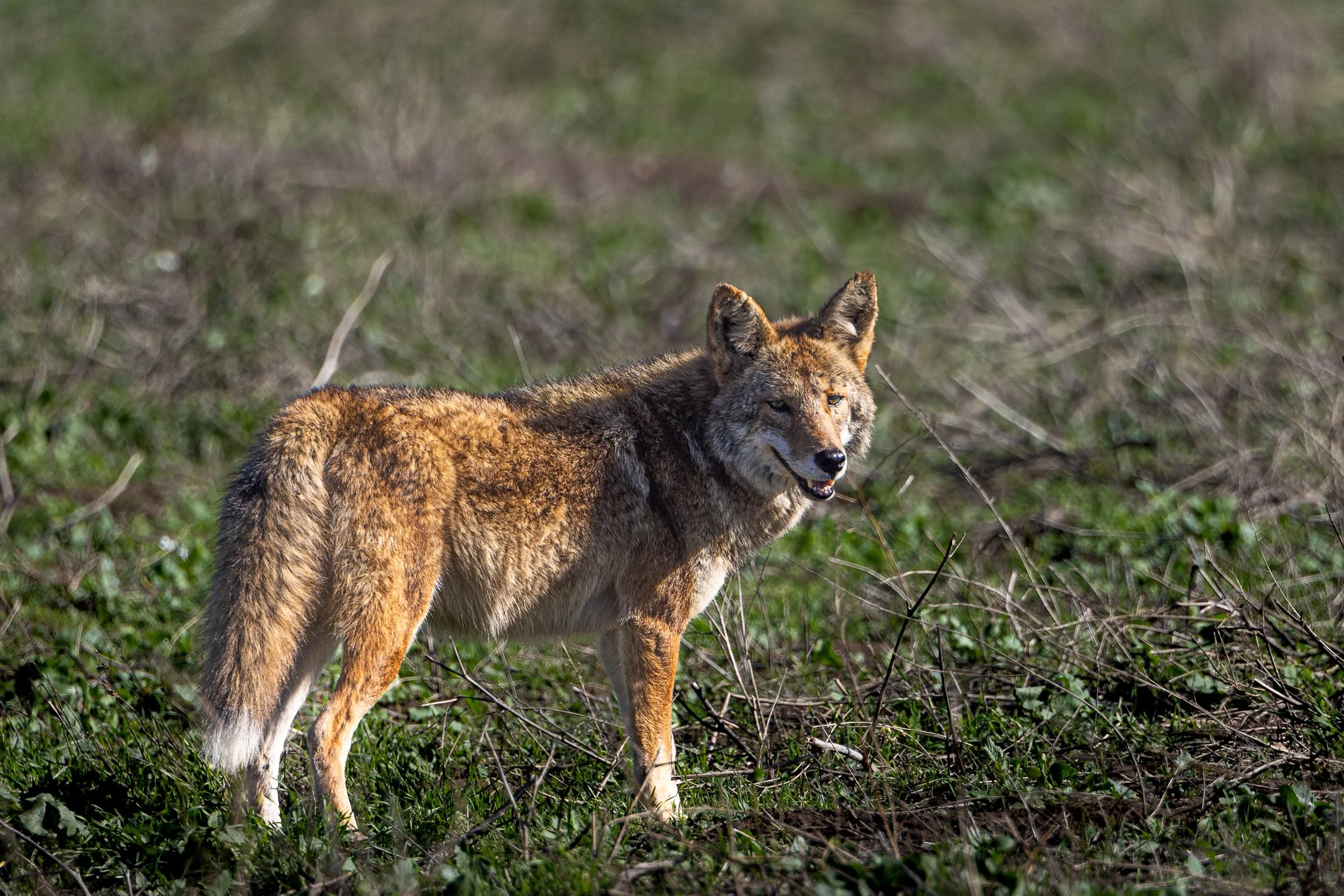 Maxoutthere.Point Reyes.2025-36.jpg