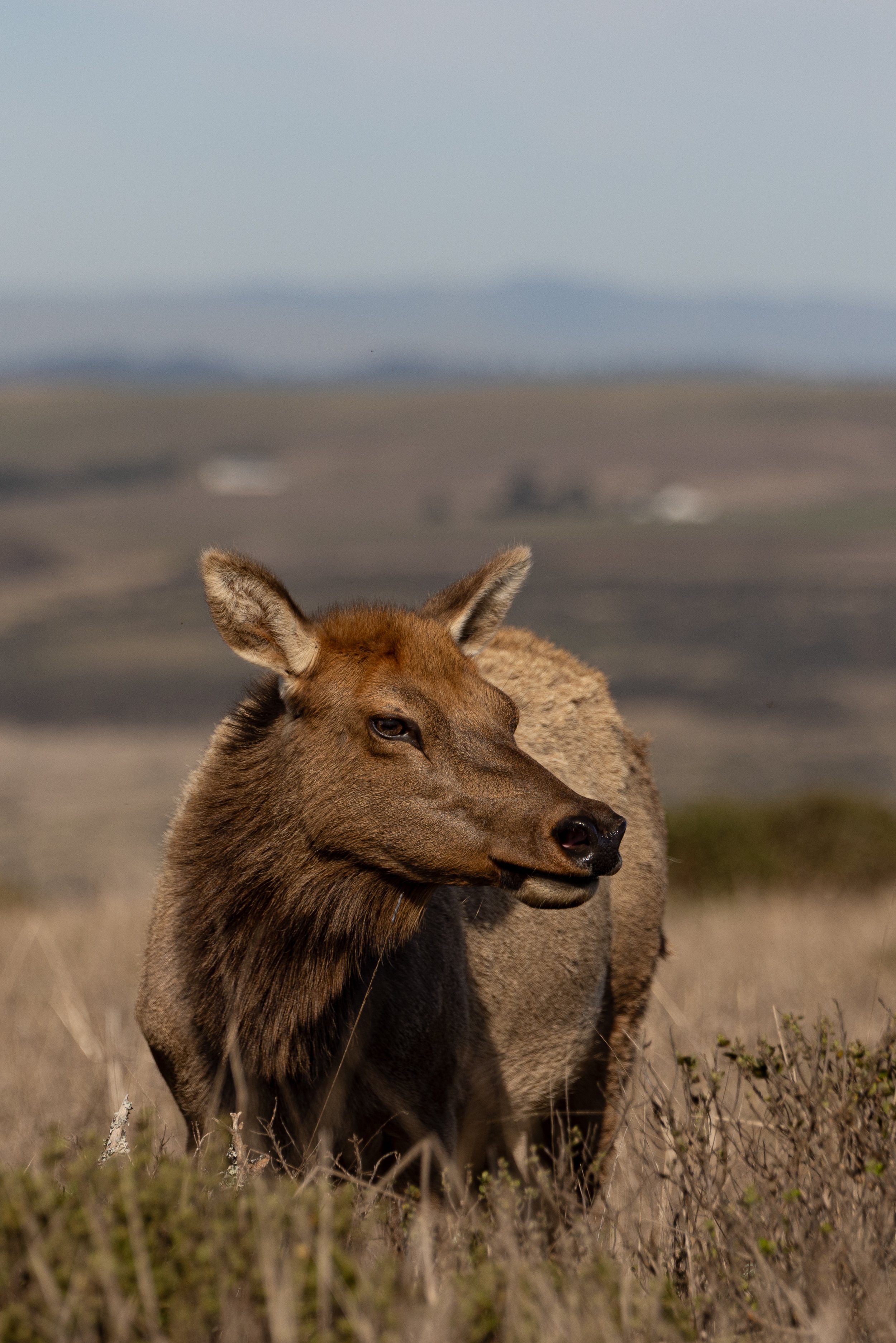 Maxoutthere.Point Reyes.2025-19.jpg