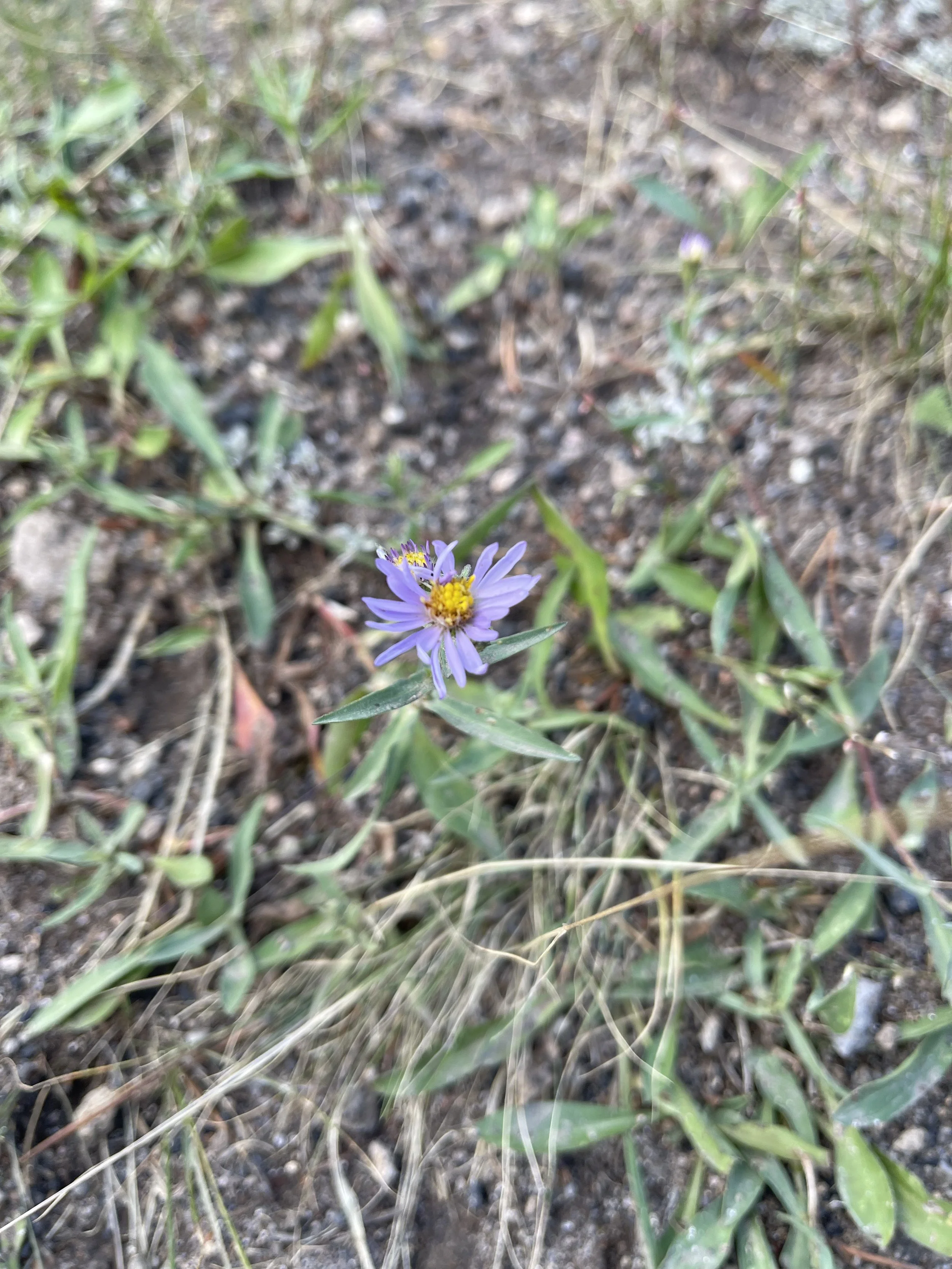 Acceptance is Fertile Soil