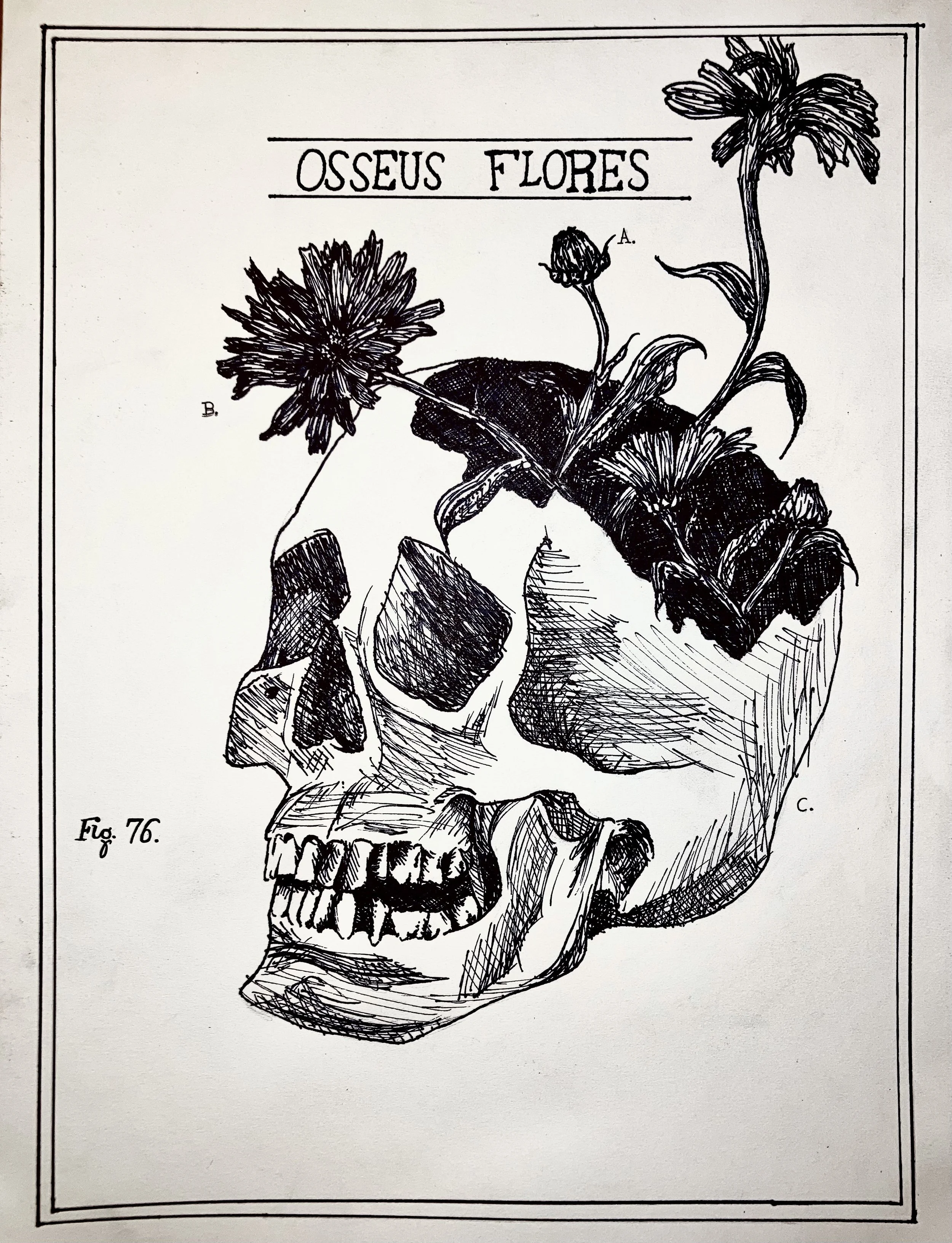 "Osseus Flores" (5" x 7")