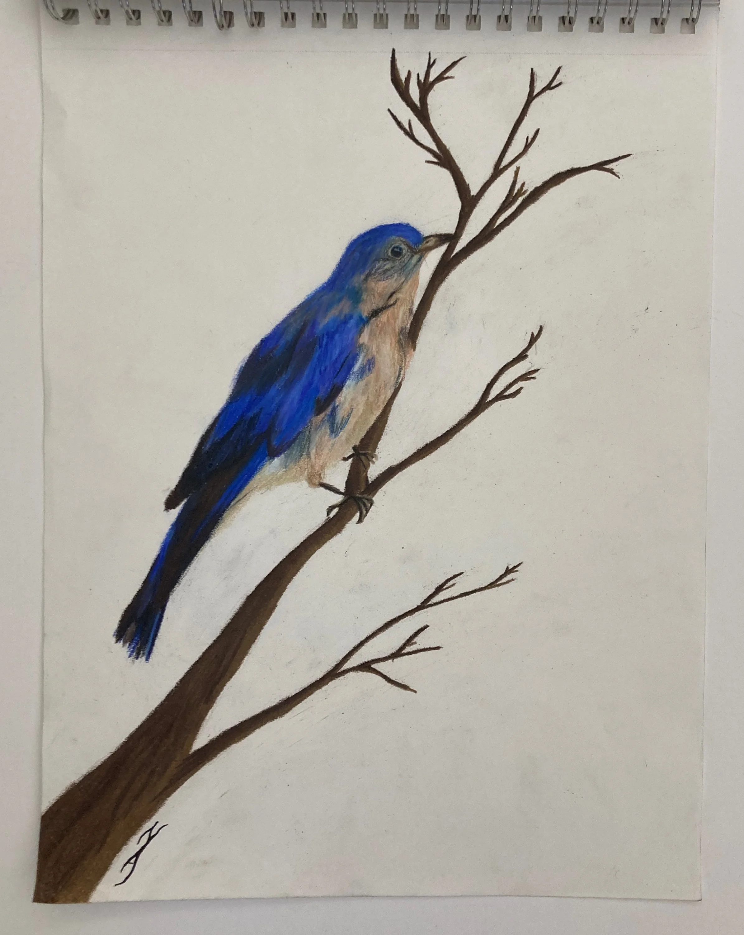 Eastern Bluebird Observational Drawing (11"x14")