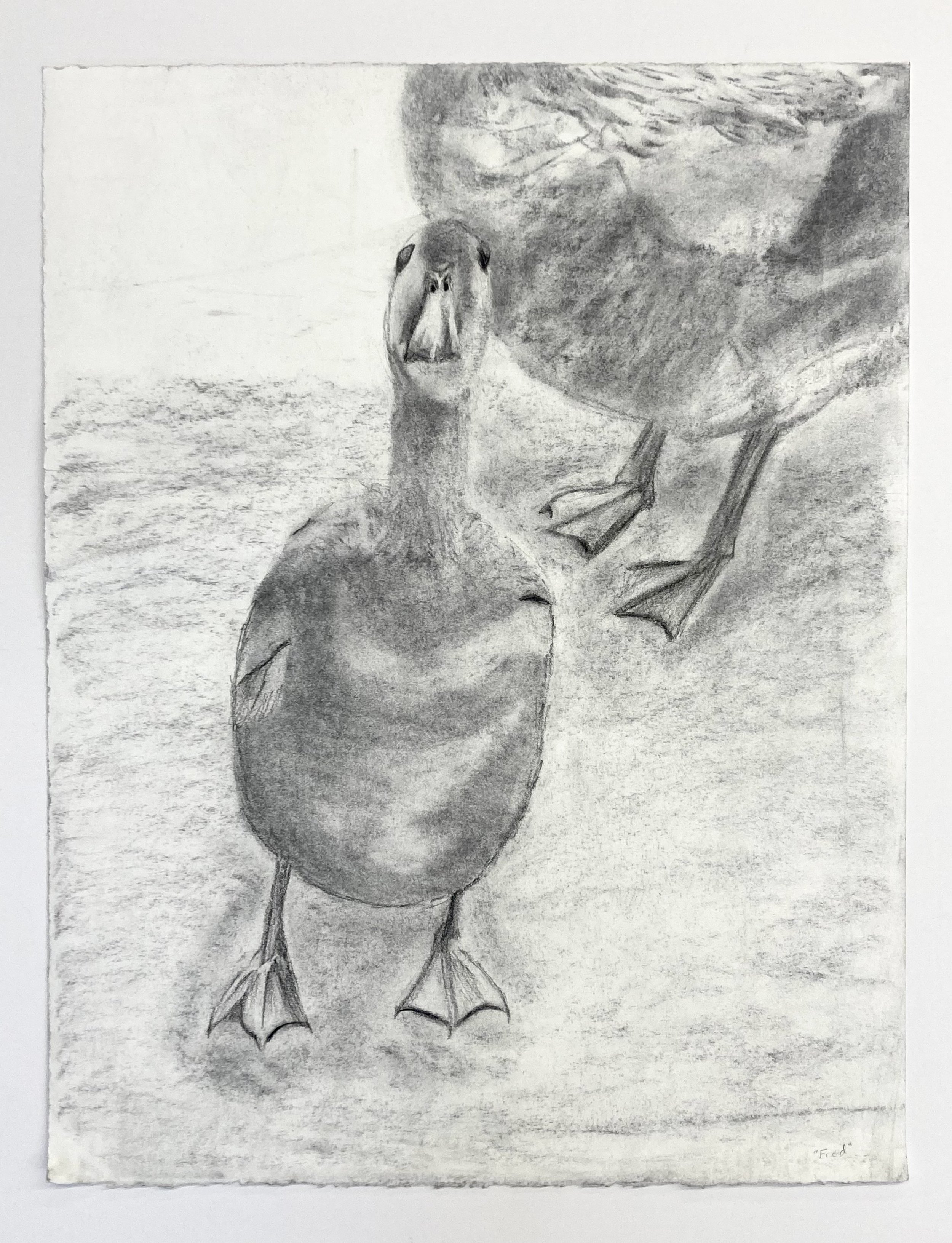 Mallard Observational Drawing (14.5"x20")