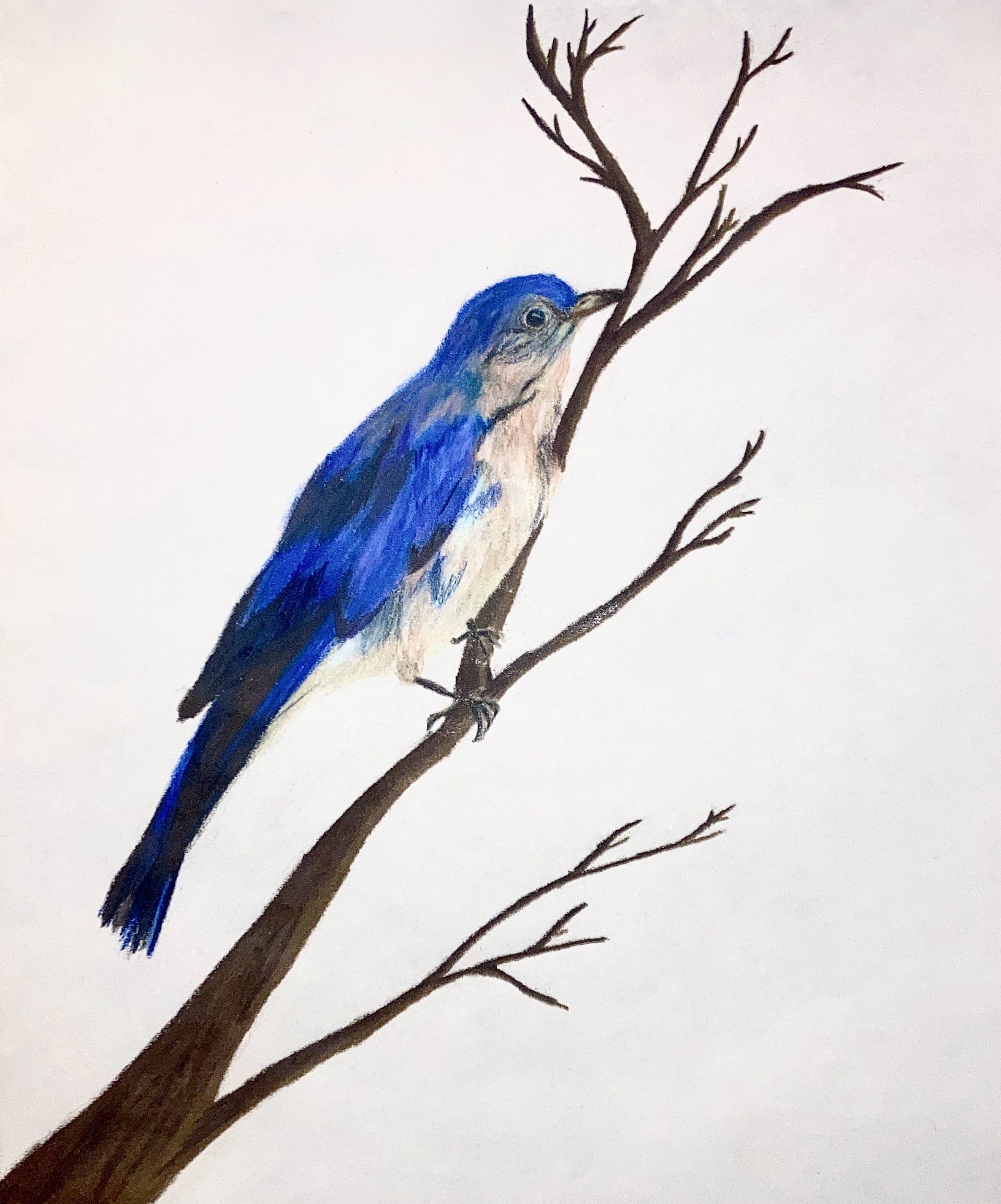"Bluebird"