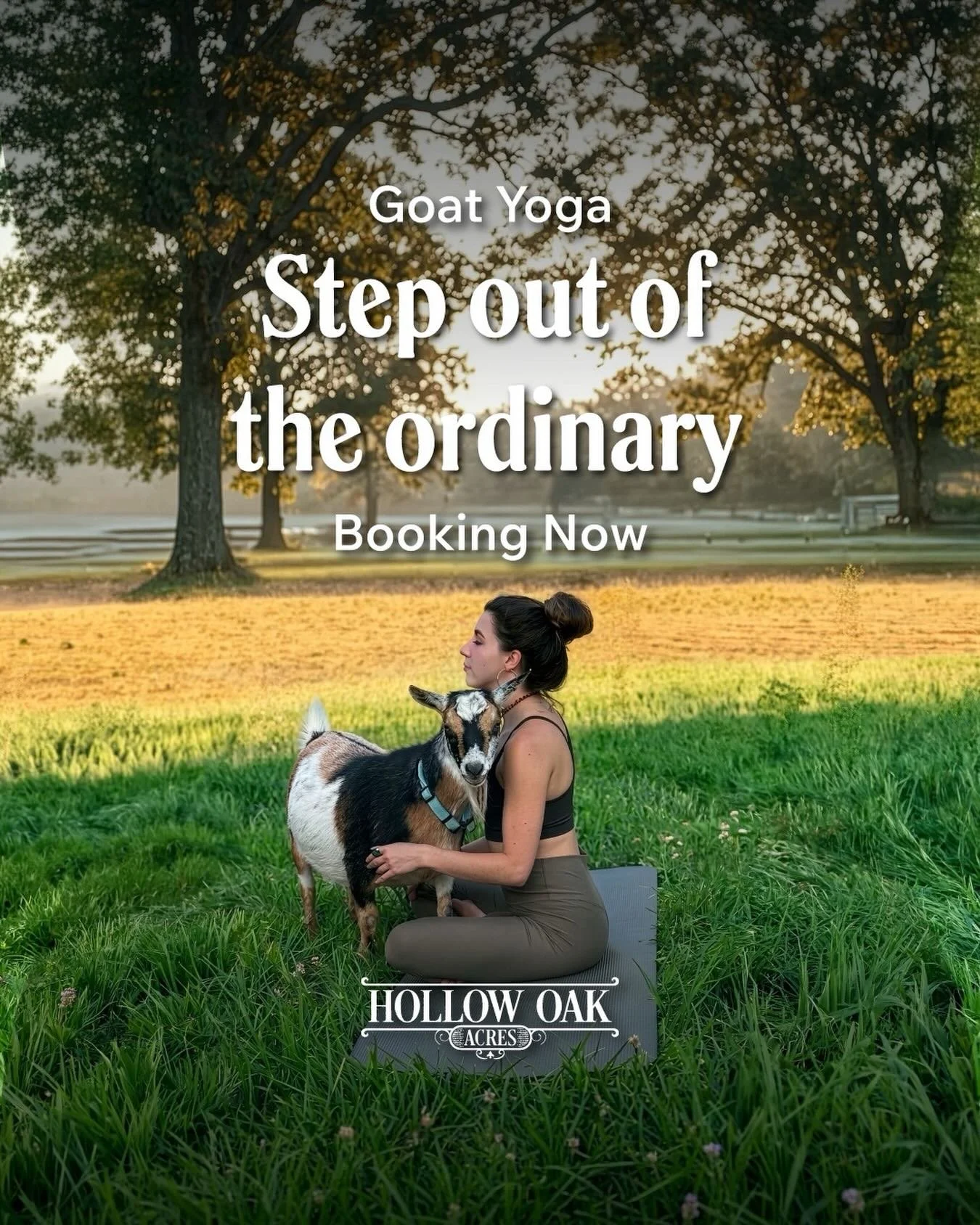 Ordinary weekends are overrated. 🌿🐐

Step out of your routine and onto the farm. Goat Yoga at Hollow Oak Acres is a 45-minute outdoor session in Lincoln, CA - surrounded by ancient oaks, fresh morning air, and a herd of Nigerian Dwarf goats who hav