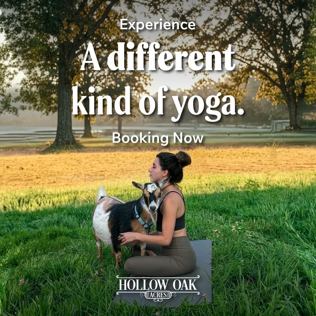 Sometimes the best thing you can do is step outside, breathe deep, and let a cute little goat remind you to slow down. 🐐🌿

Goat Yoga at Hollow Oak Acres is a gentle 45-minute outdoor session on our working farm in Lincoln, CA. You'll move through y