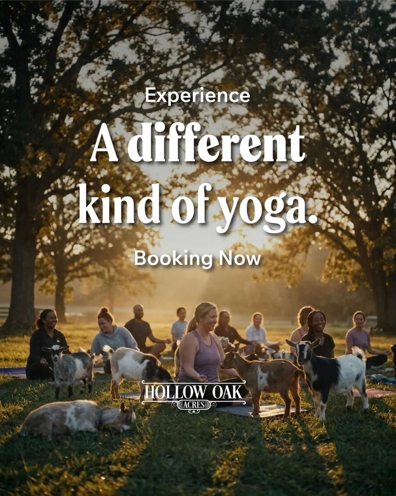 There is a certain kind of magic in the Lincoln foothills this time of year. Our monthly Goat Yoga workshop is an invitation to slow down, breathe in the fresh spring air, and share a mat with our favorite playful companions. 🌿
 
Our sessions are re