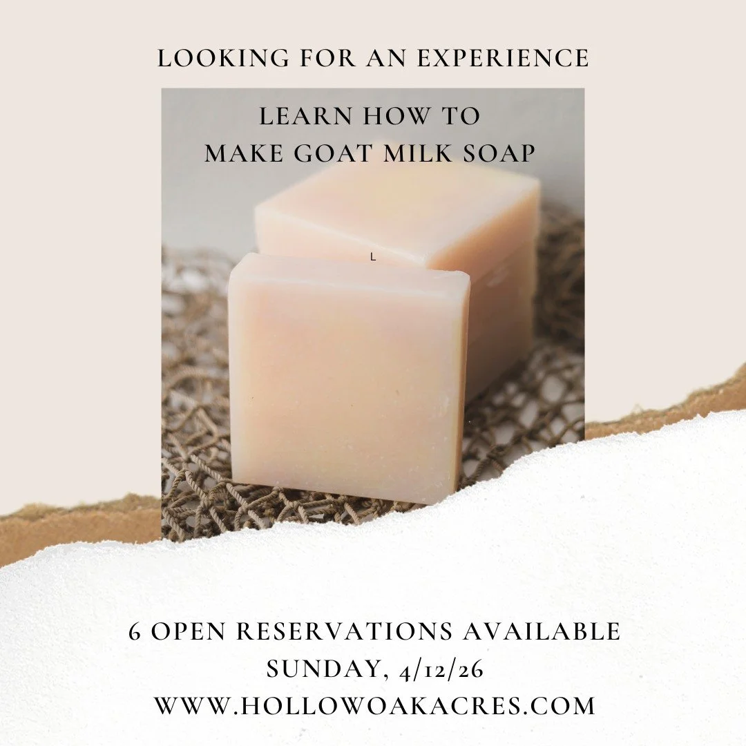 #babygoats #goatmilksoap #experience #nigeriandwarfgoats #farmlife #farmexperience #norcalevents #weekendactivity #Lincolnfun #hollowoakacres #funwithfriends #LincolnCA #groupactivities #Localevents