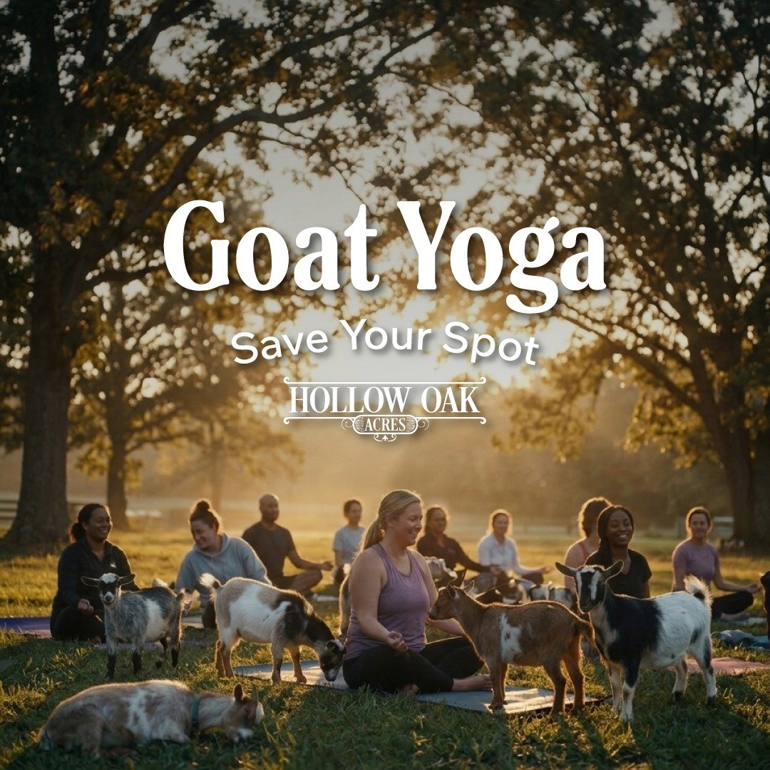 If you have been thinking about it, now is the time to join us. 🌿🐐

Goat Yoga at Hollow Oak Acres is a morning you won't forget. Set on our working farm in the Lincoln foothills, you&rsquo;ll find yourself surrounded by towering oaks and our adorab