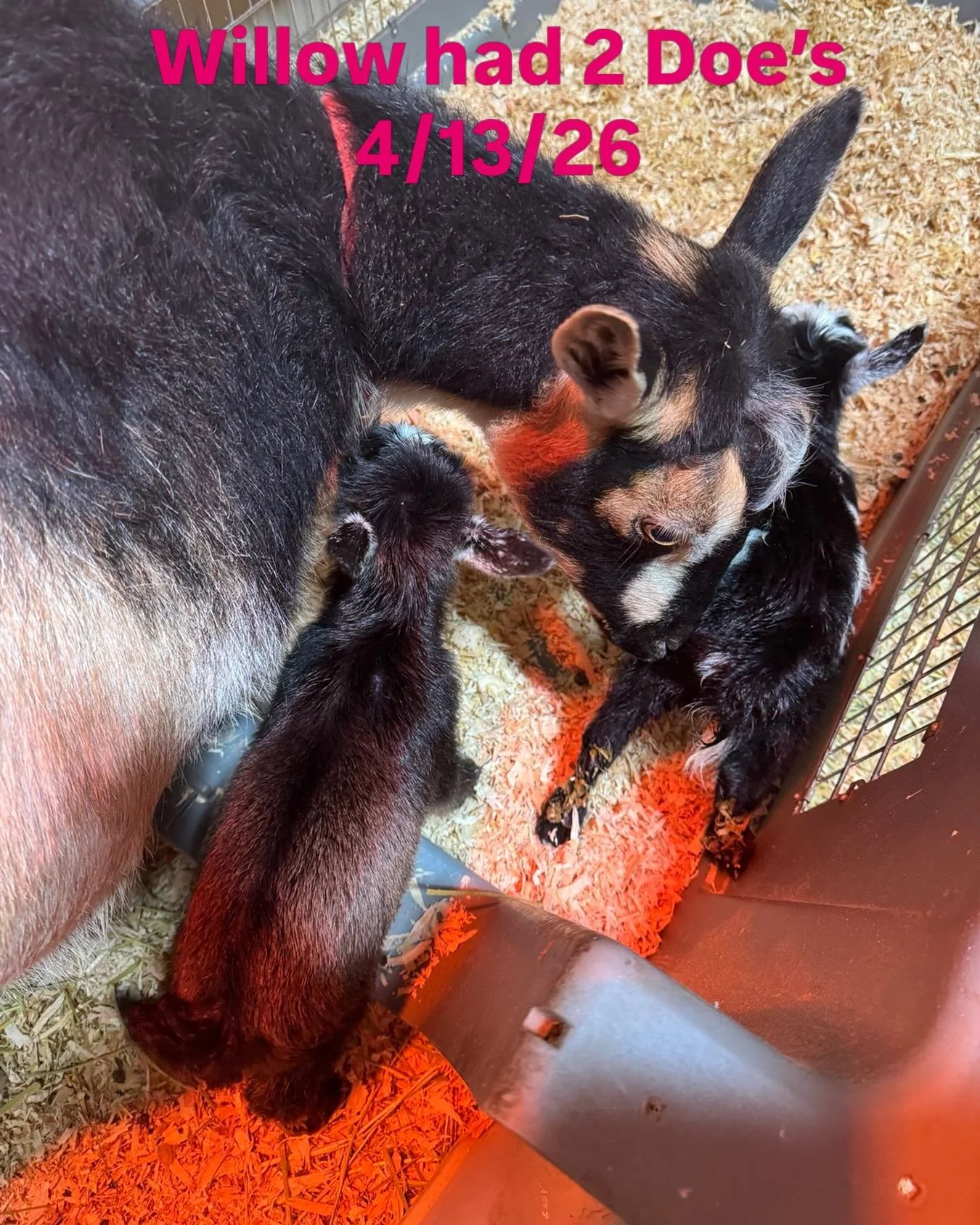 Willow&rsquo;s 3rd freshening -2 Doe&rsquo;s -Sire Tucker Hollow Oak Acres