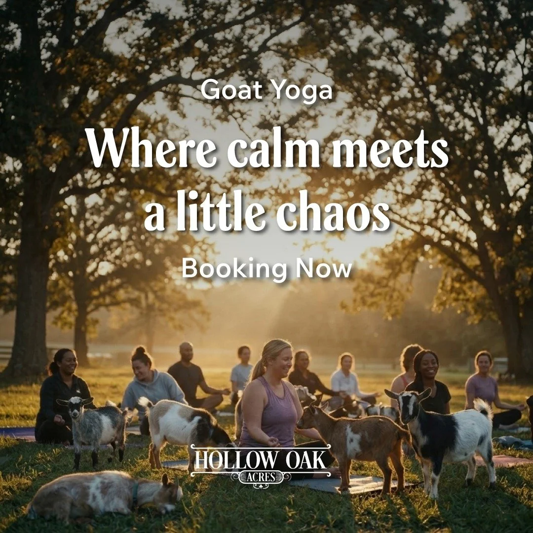 Equal parts zen and joyful chaos. That's Goat Yoga at Hollow Oak Acres. 🐐😄

You'll settle into your poses, find your breath, and then - a tiny goat will wander over and absolutely steal the moment. It's impossible not to laugh. And honestly? That's