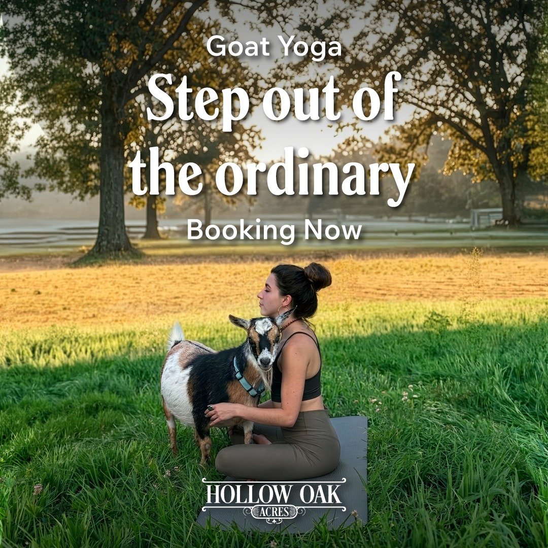 Ordinary weekends are overrated. 🌿🐐
Step out of your routine and onto the farm. Goat Yoga at Hollow Oak Acres is a 45-minute outdoor session in Lincoln, CA - surrounded by ancient oaks, fresh morning air, and a herd of Nigerian Dwarf goats who have