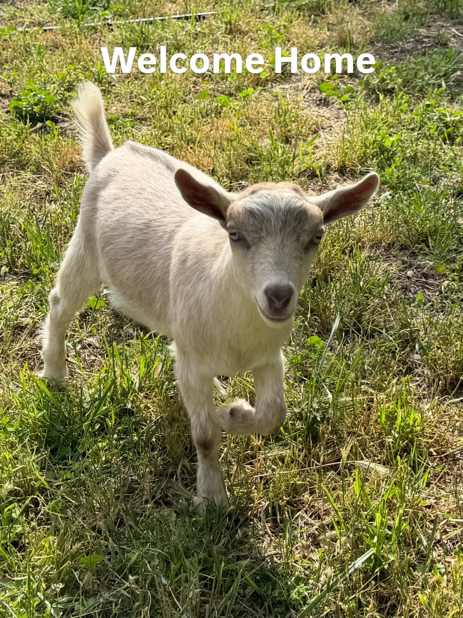 Help us name our new little buck!