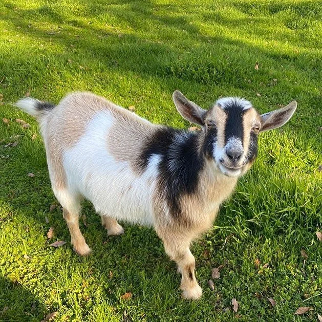 Happy Maple the goat at Hollow Oak Acres farm grazing on green grass – source of nourishing goat milk used in handcrafted skincare products.