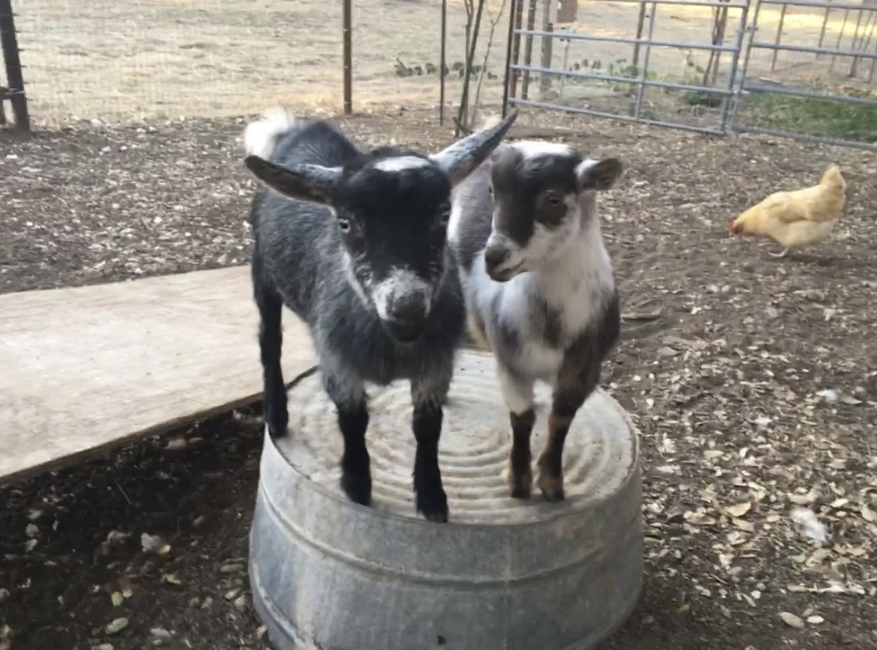 Two small goats standing inside a metal tub in an outdoor animal enclosure, with a chicken in the background.