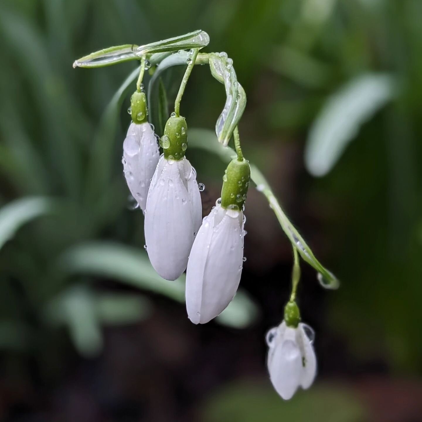 Snowdrops after the rain