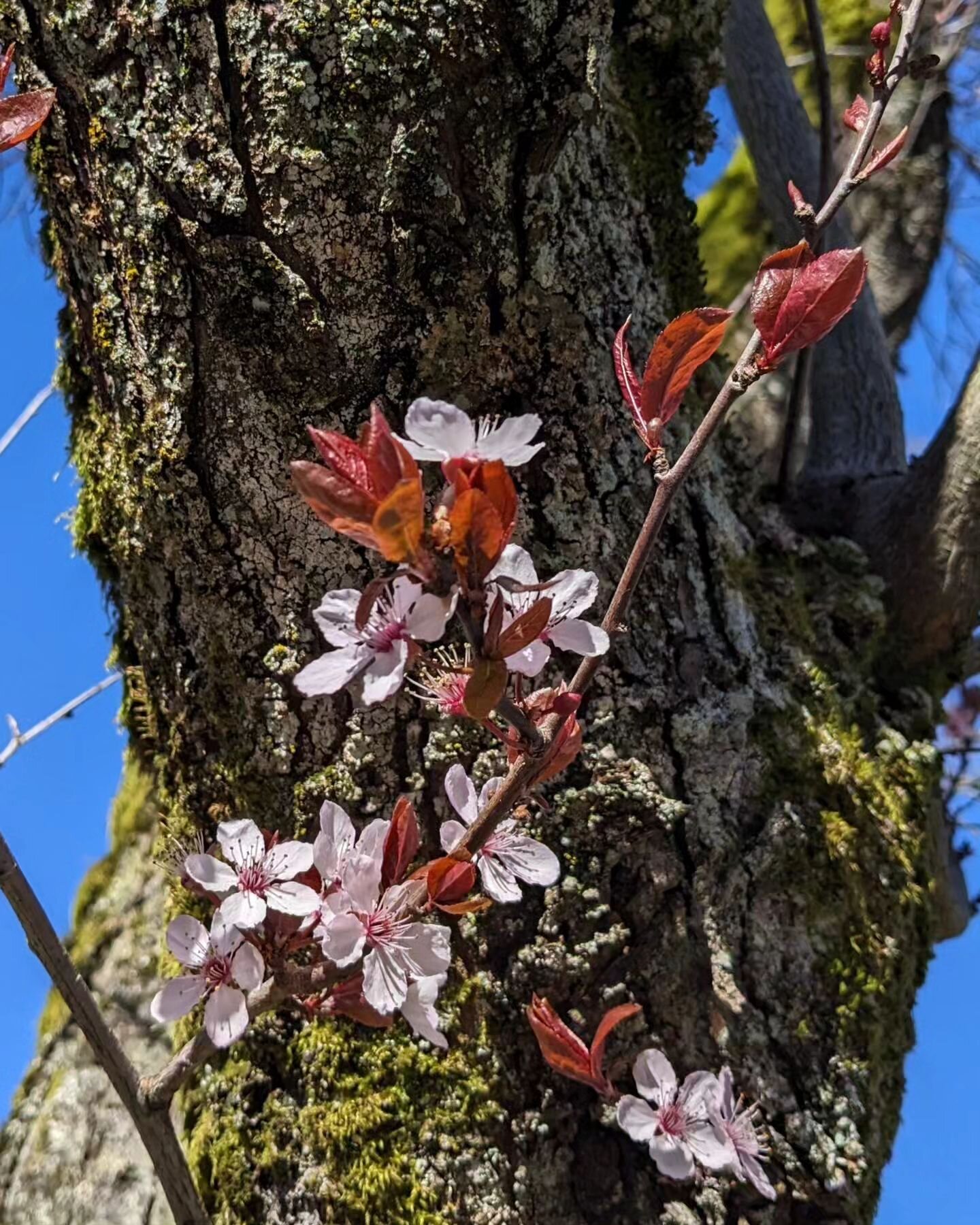 Spring fever and colours starting compared to earlier in the week.