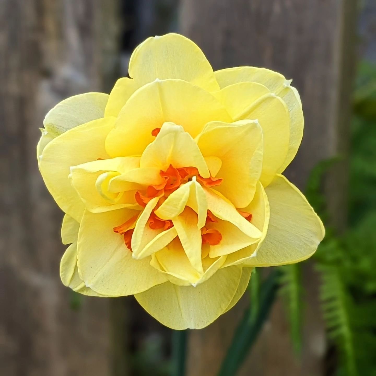 Spring flowers, enjoyable walks