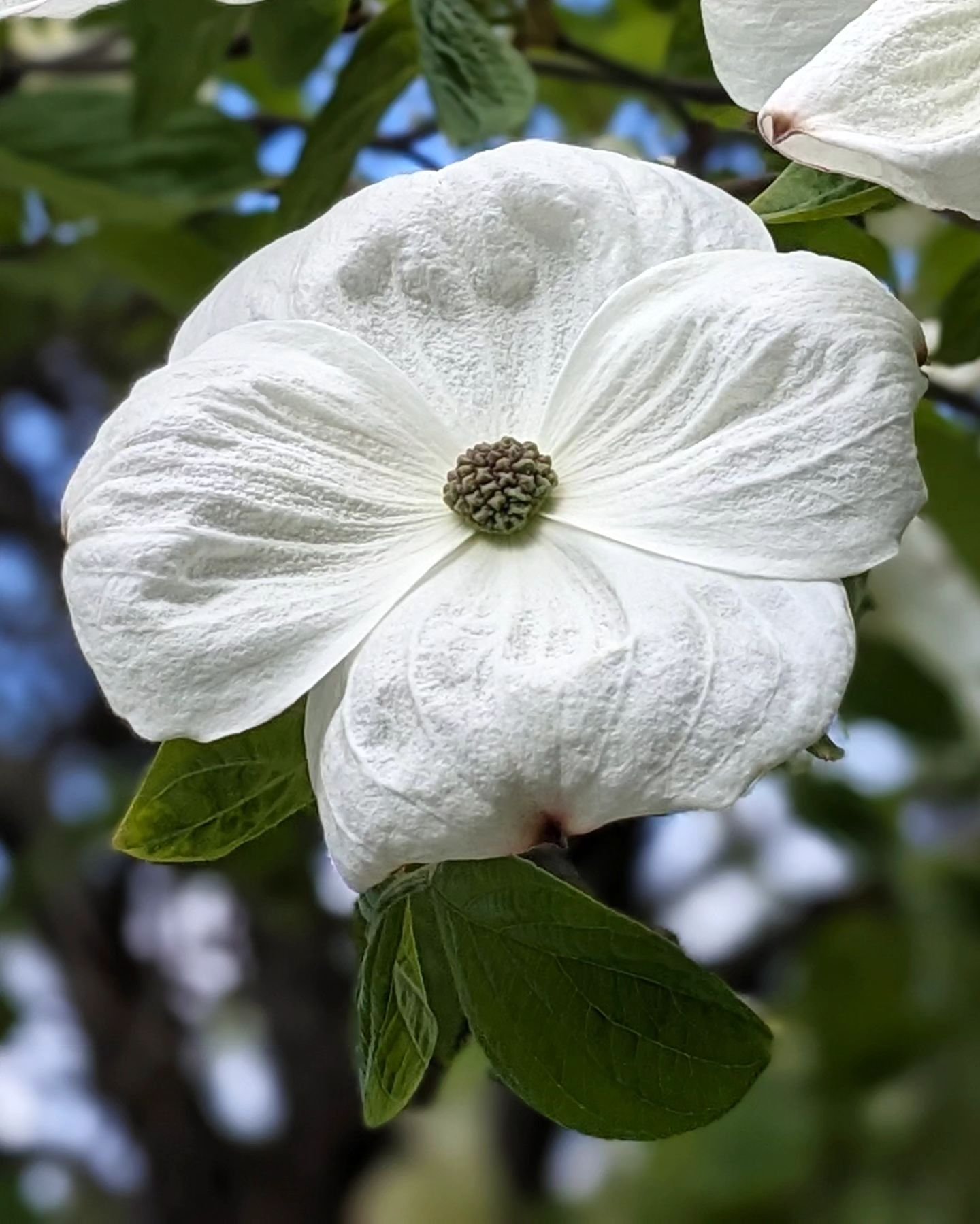 Dogwoods out