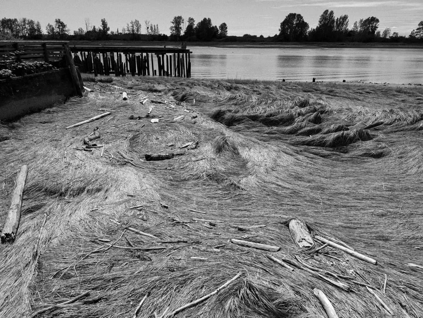 Steveston low tide patterns