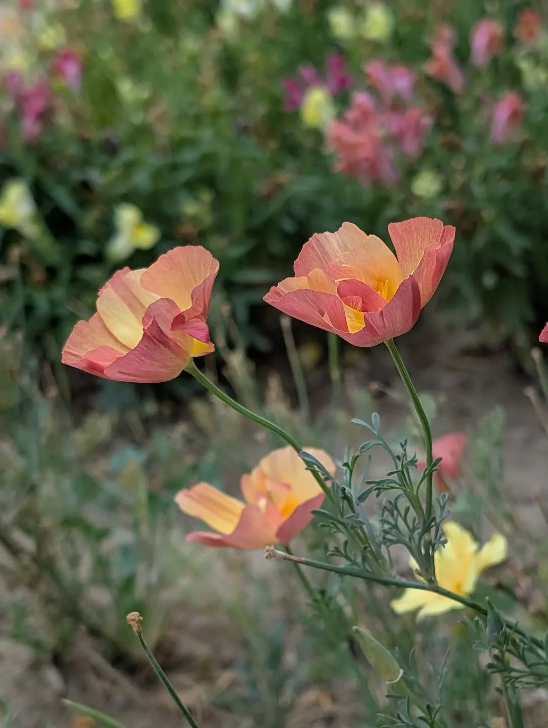 Poppies