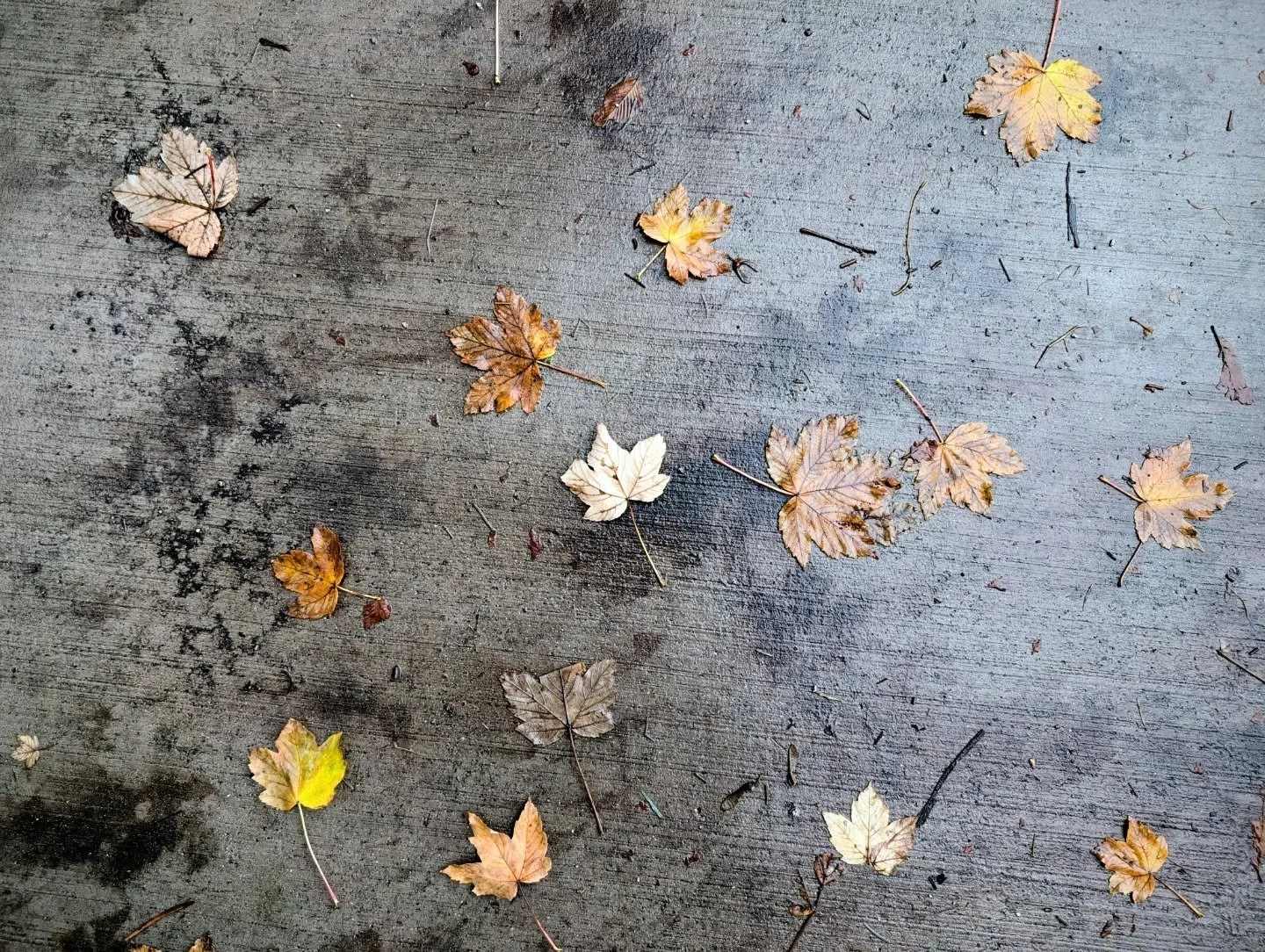 Fall scenes