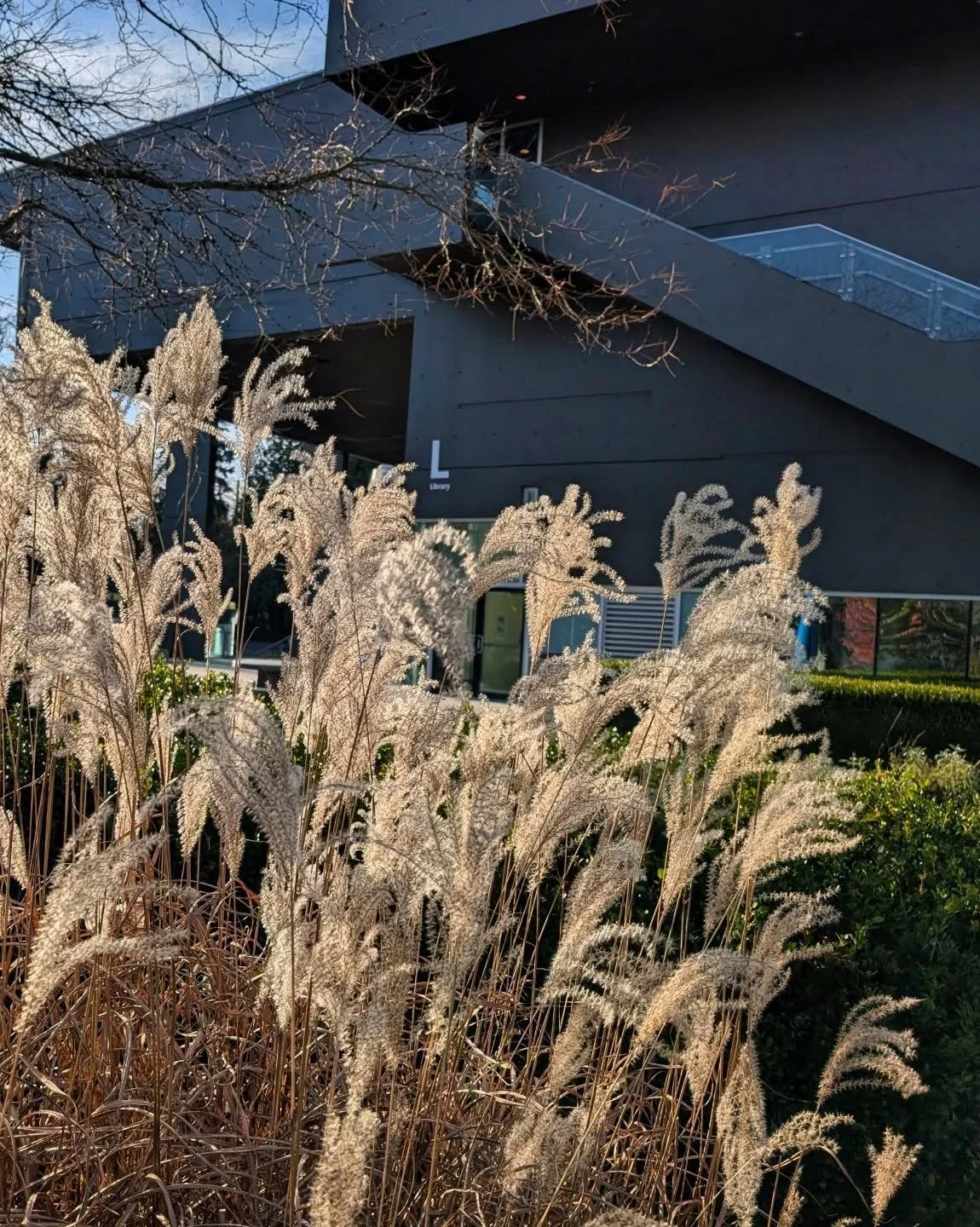 Sunshine on grasses