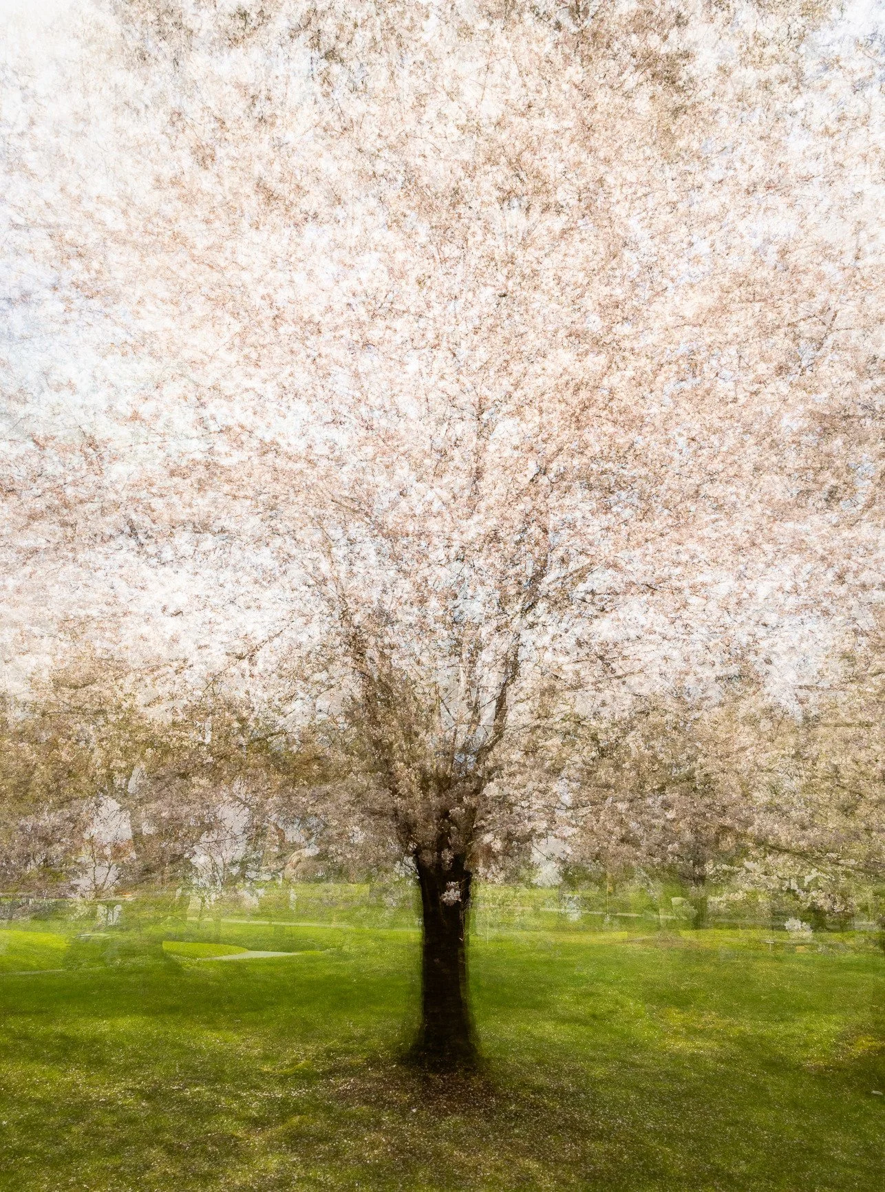 And... March Cherry Blossom views (part 2)
