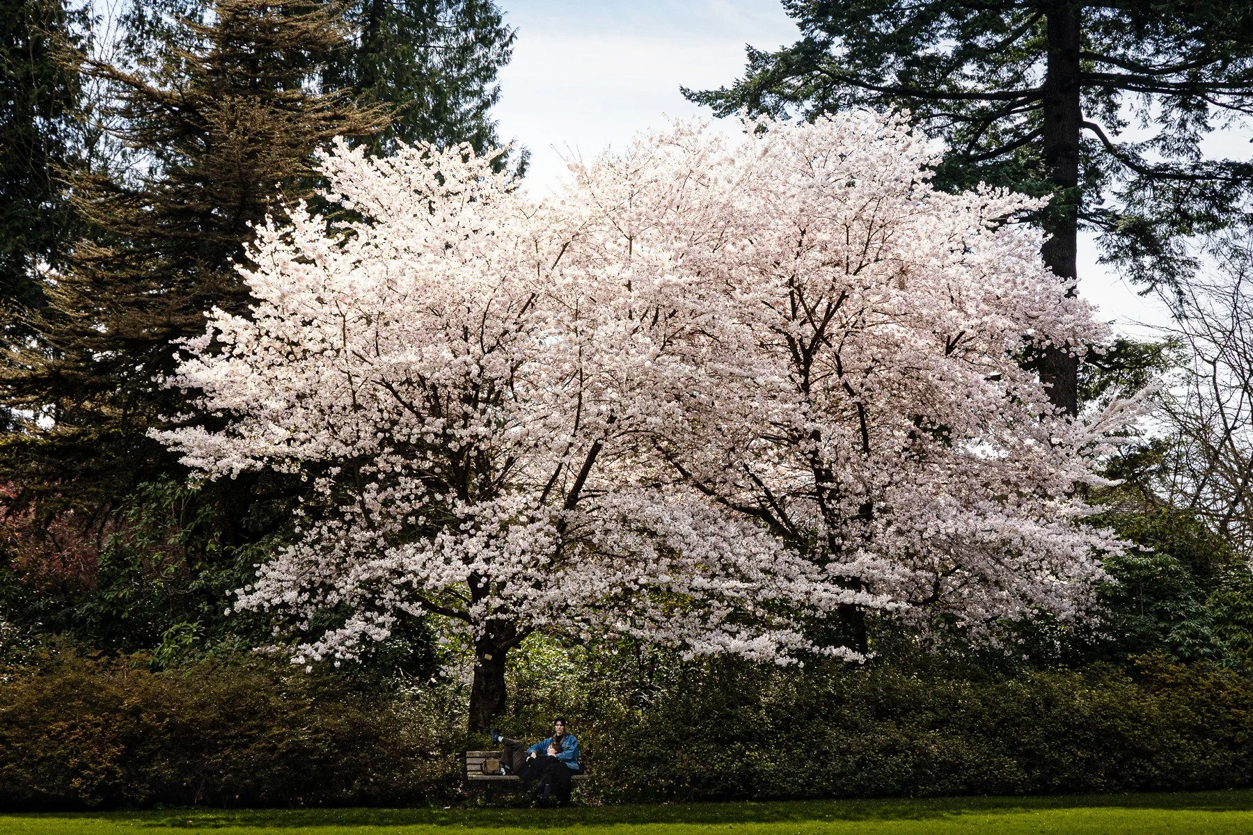 March's cherry blossoms (part 1)