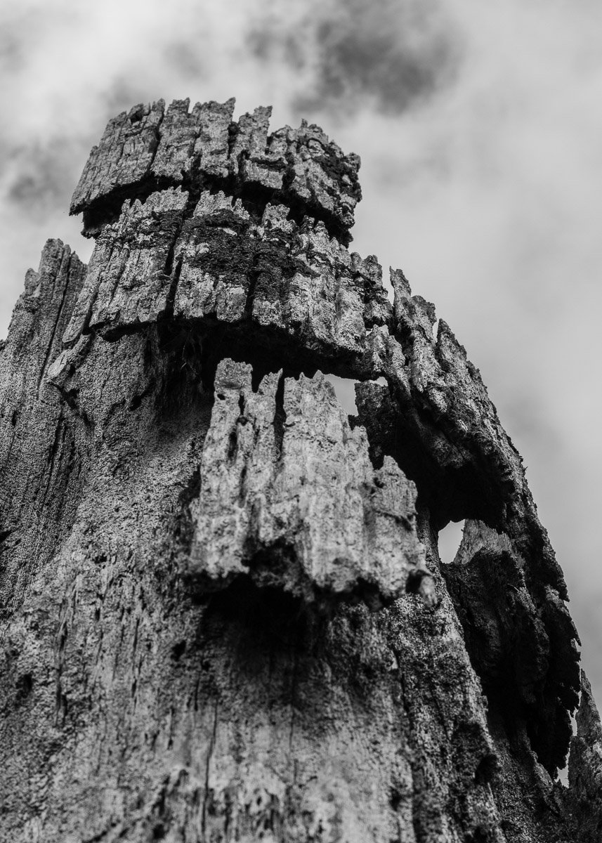 B&W close up of old, disintegrating Haida house post