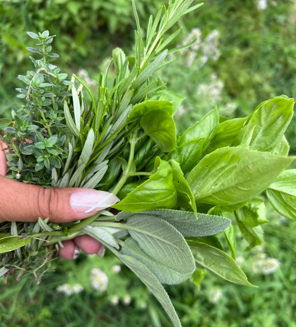 Plant Spirit Remedies