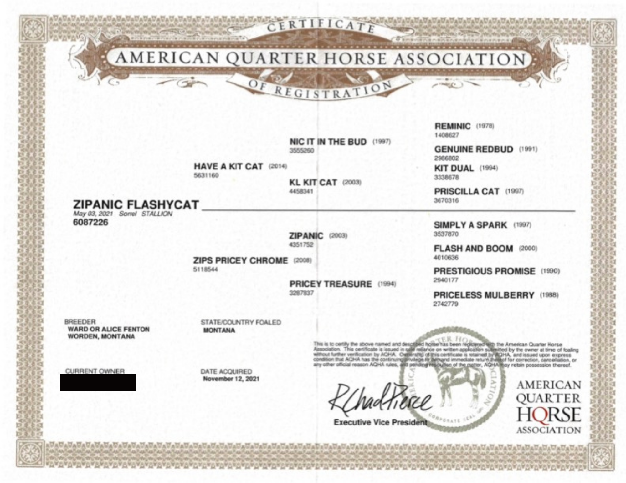 zipanic flashy cat final papers.png