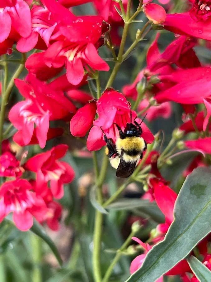 Penstemon RRH.jpg