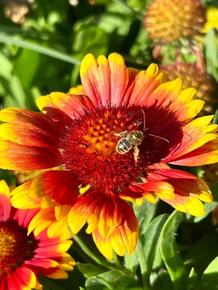 Waterwise Plant Resources for Utah