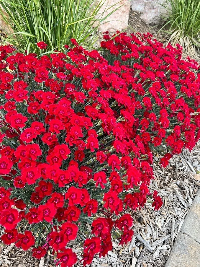 Dianthus Fire Star.jpg